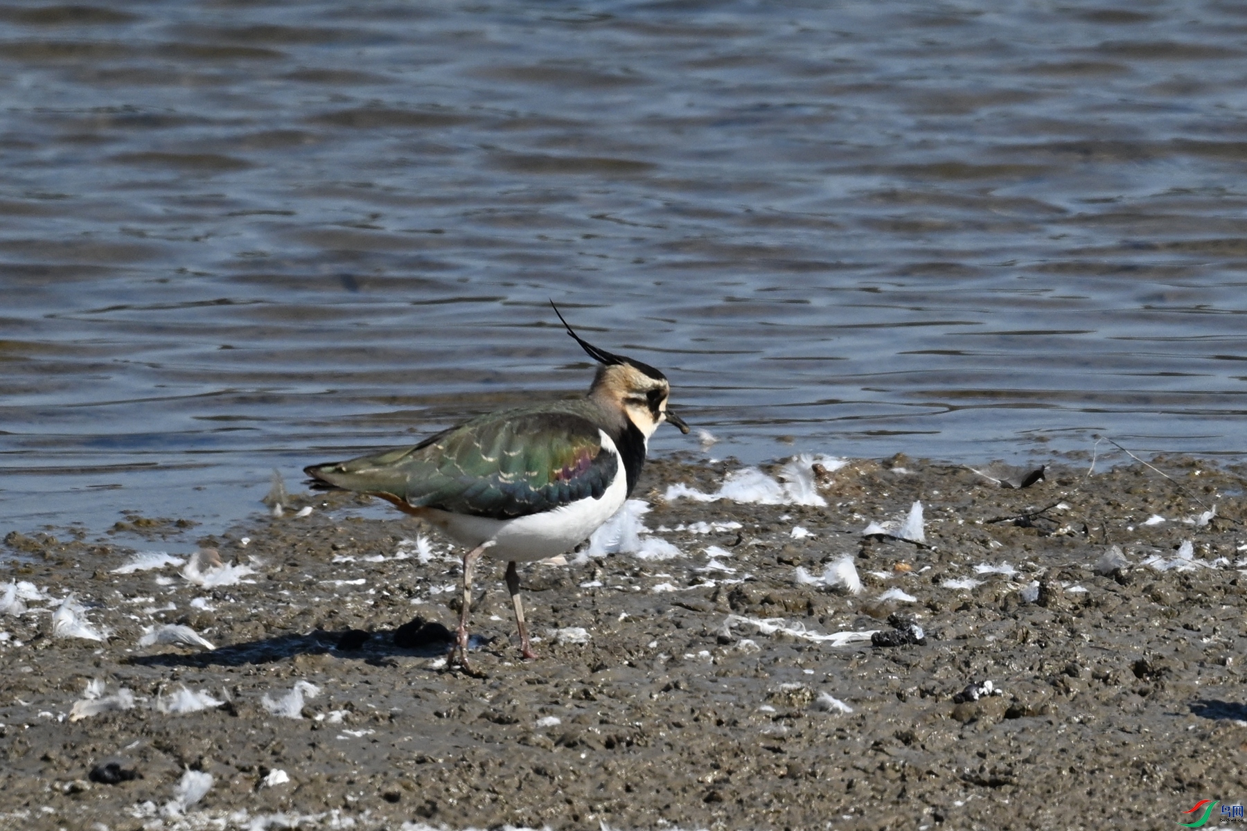 DSC_8240.JPG