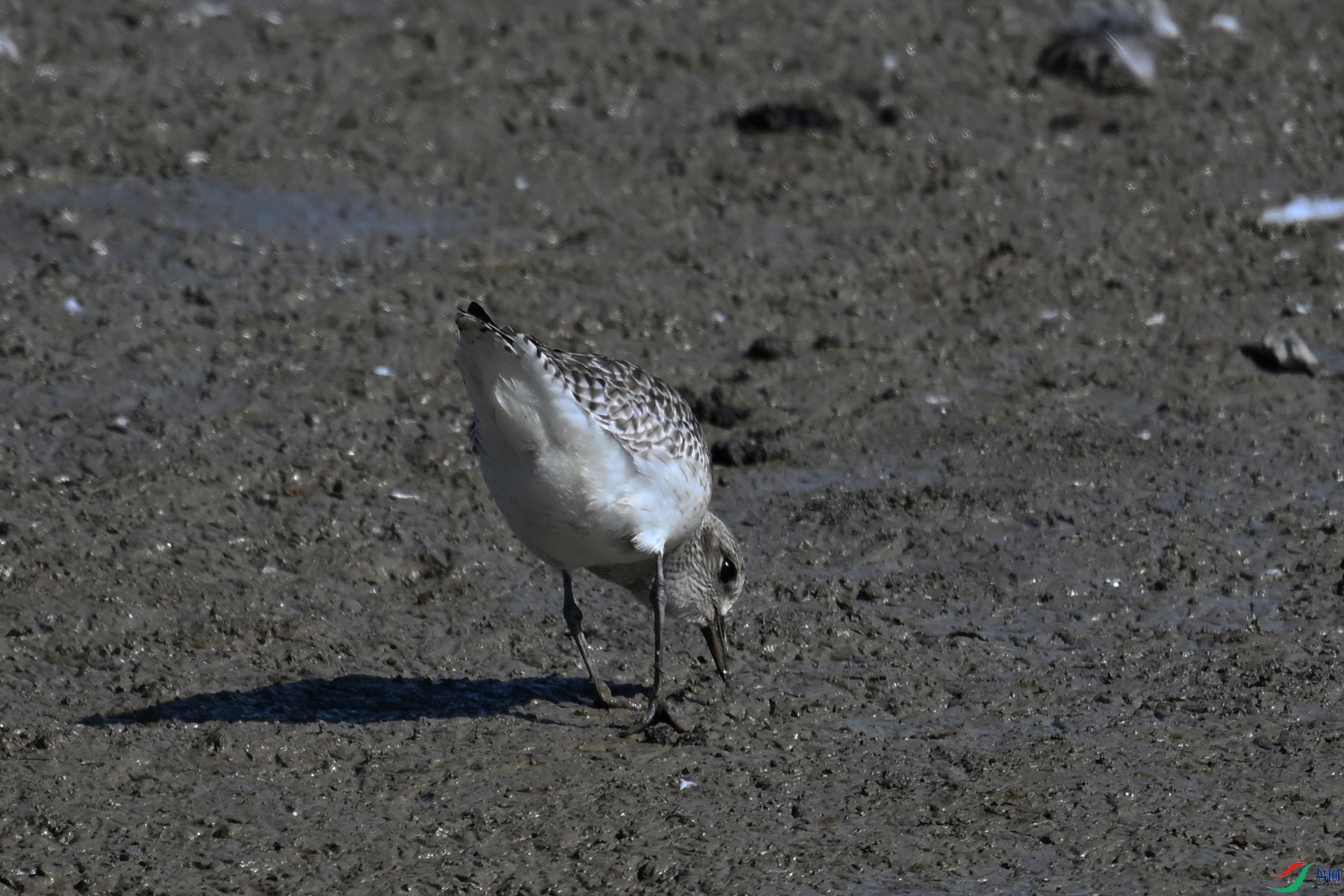 DSC_8260.JPG