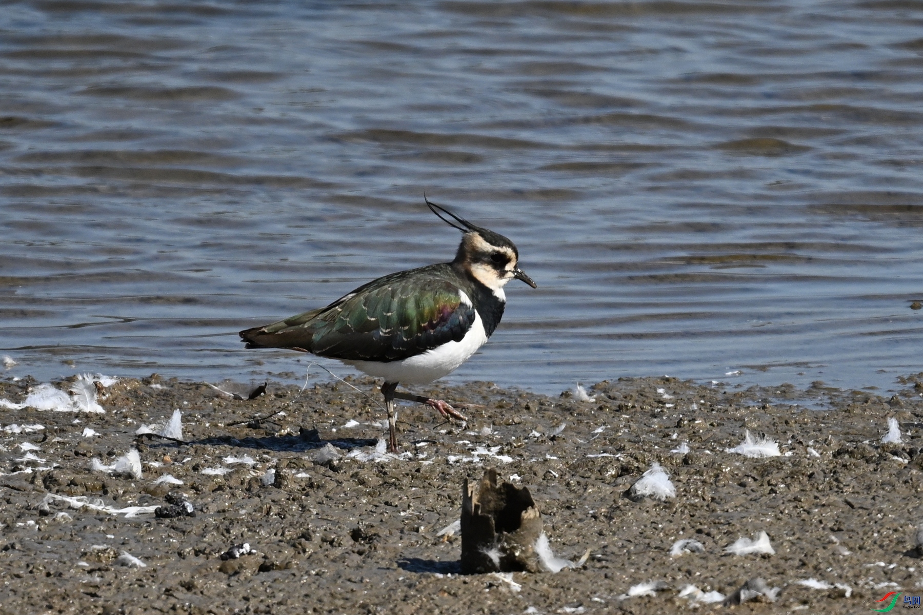 DSC_8242.JPG