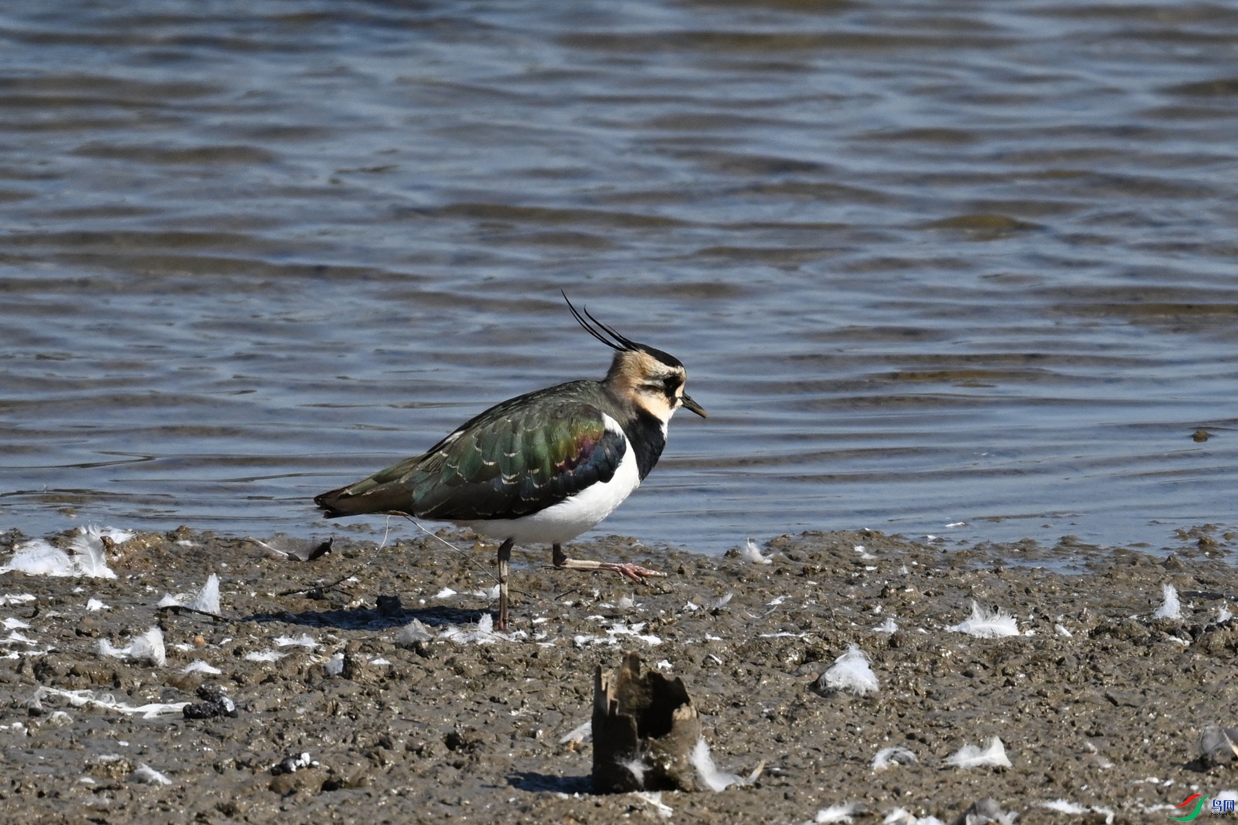 DSC_8243.JPG