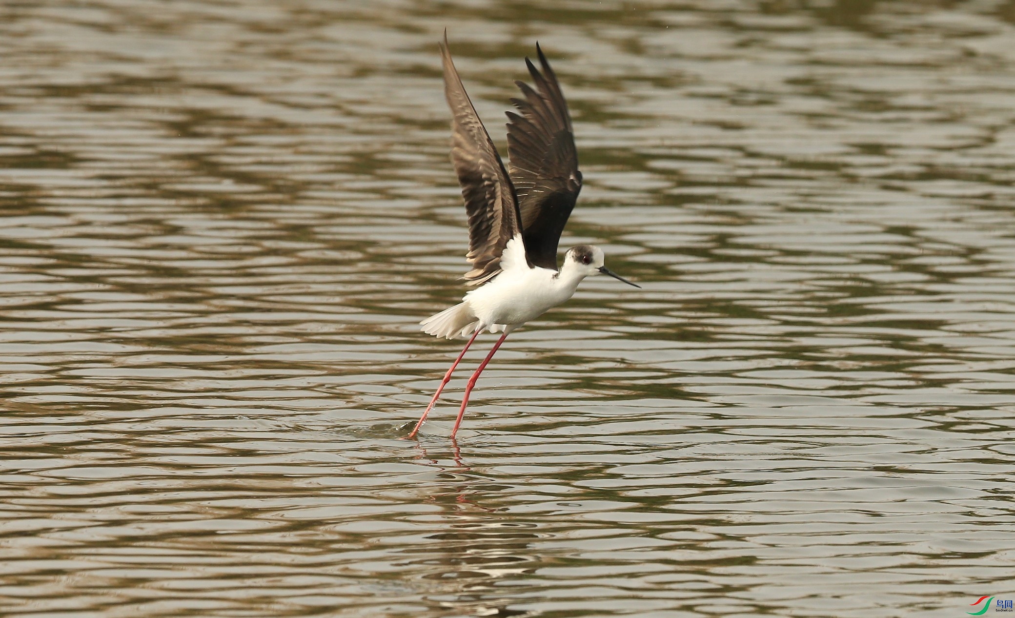 D89P3993.JPG