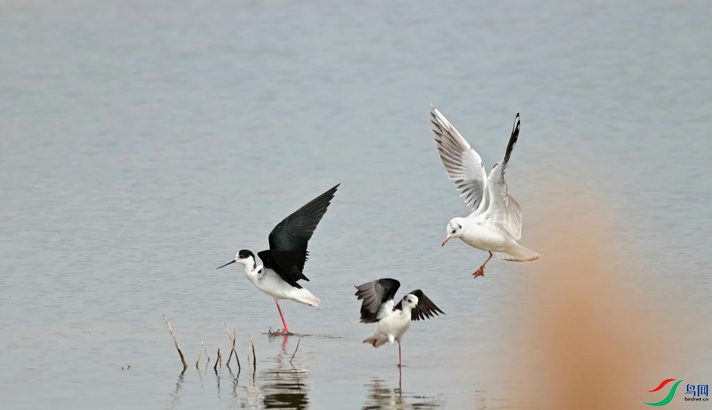 DSC_7565_���Կ�ͼ_���� - ����.jpg