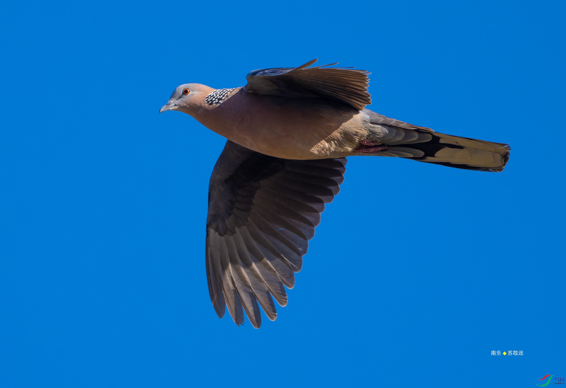 _DSC7225-NEF_DxO_С.jpg