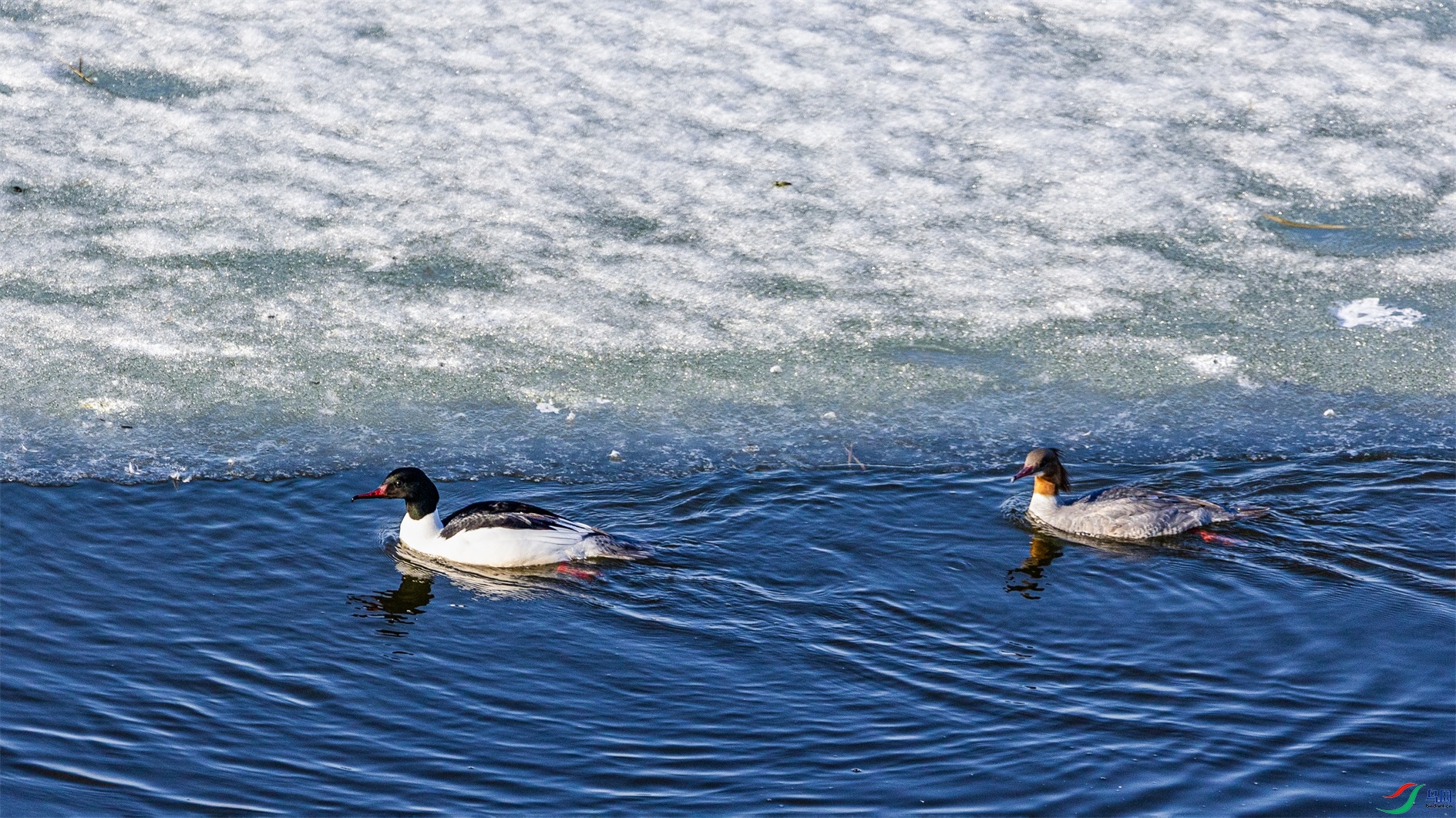 1K3A7085 ����1.jpg