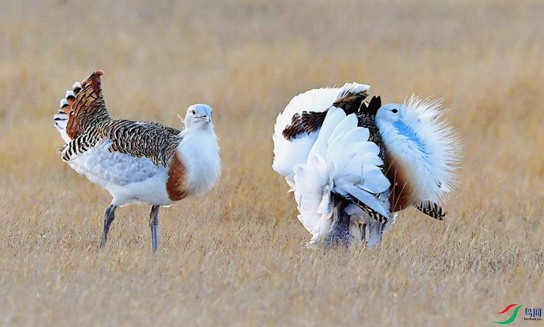 �����á�