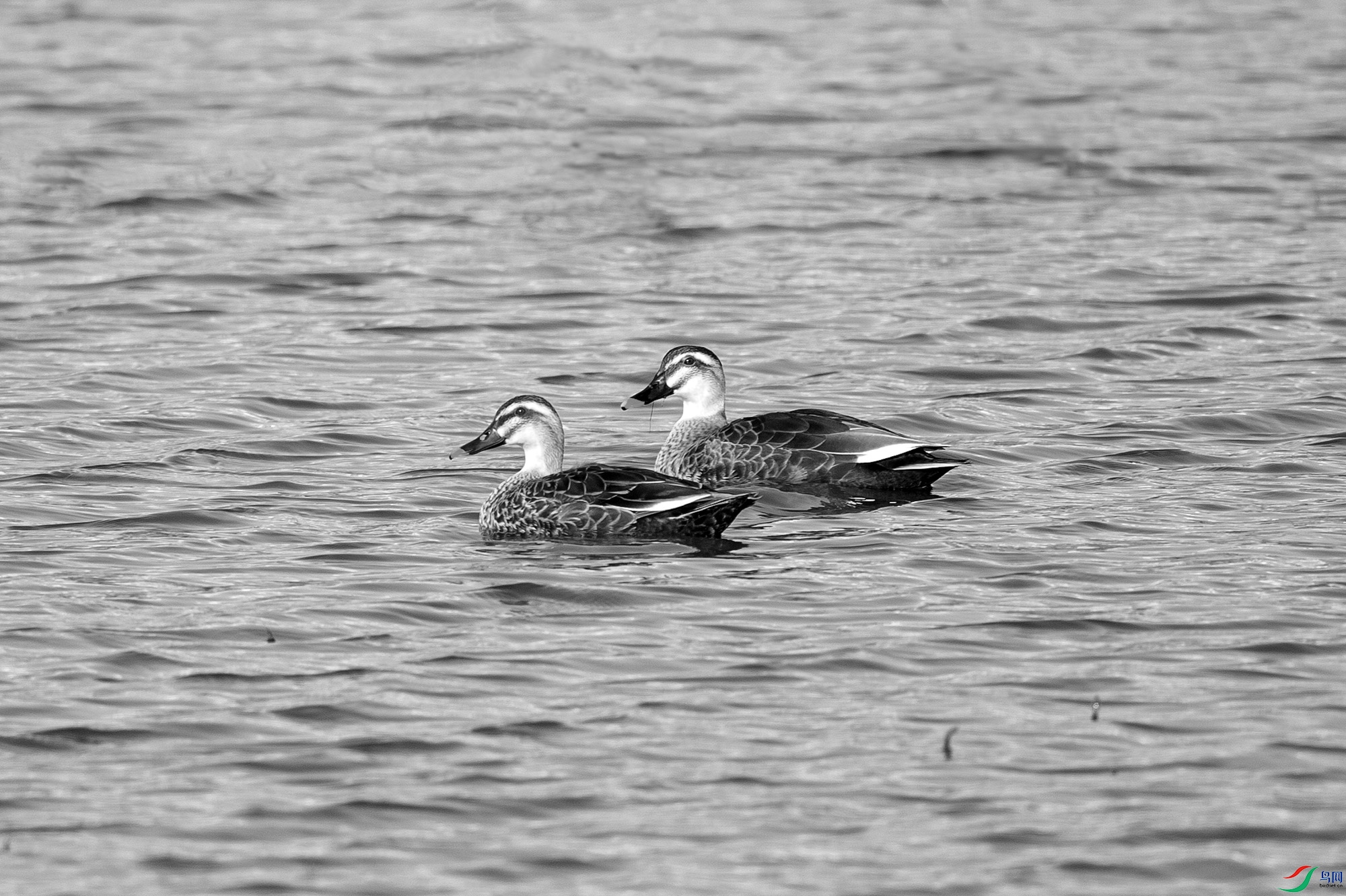 _DSC35060.jpg