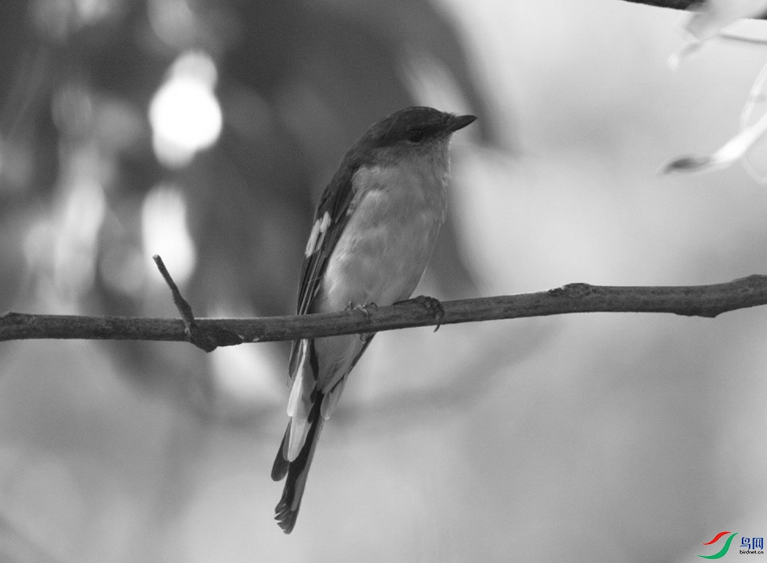 DSC_1778z_������С.jpg