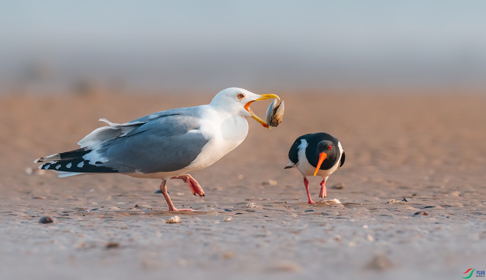 ��Ÿ������