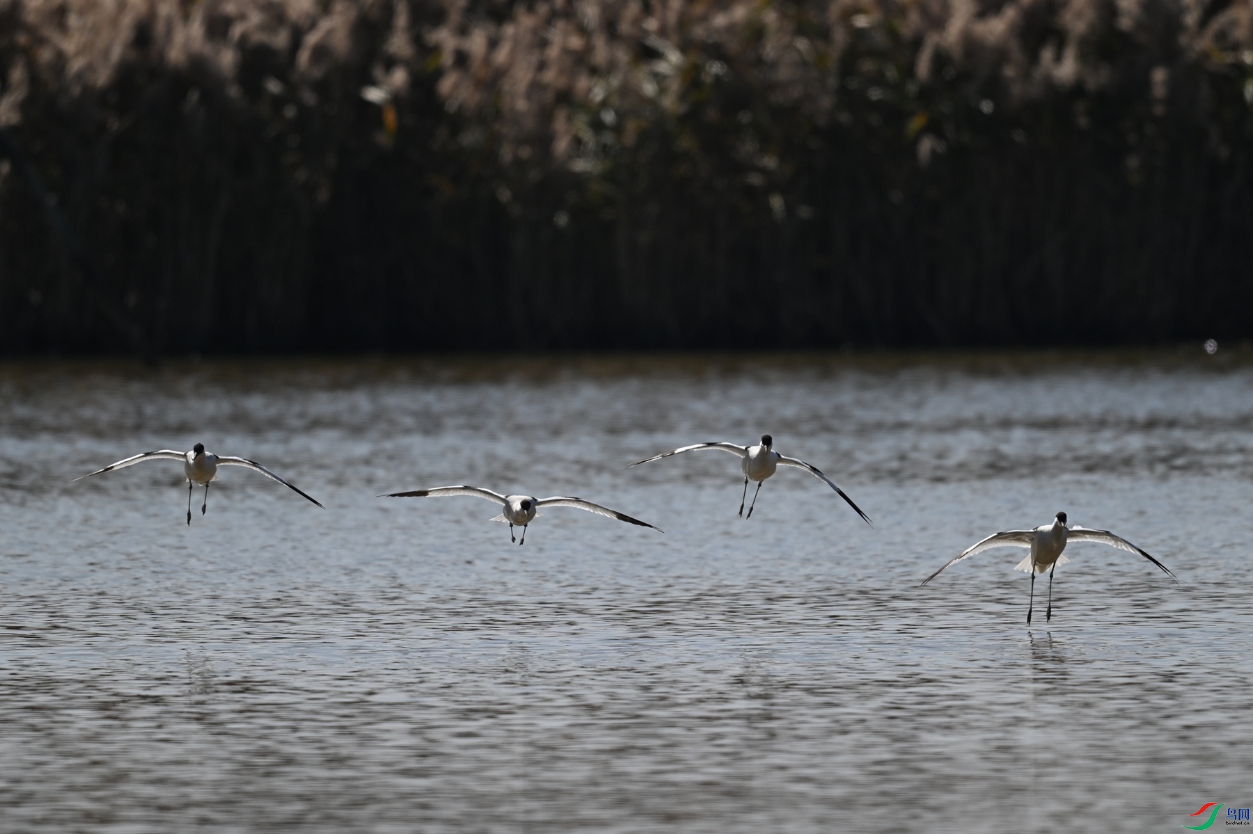 DSC_8303.JPG