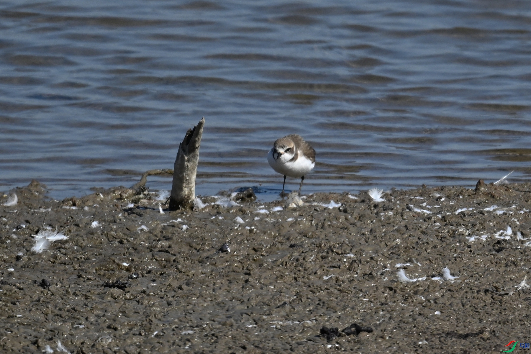 DSC_8263.JPG