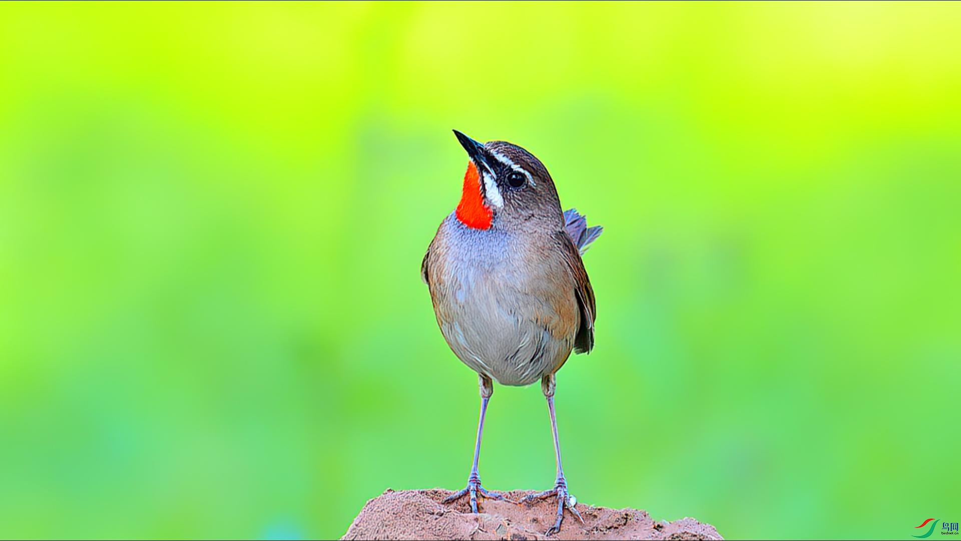 Ư���ĺ�����