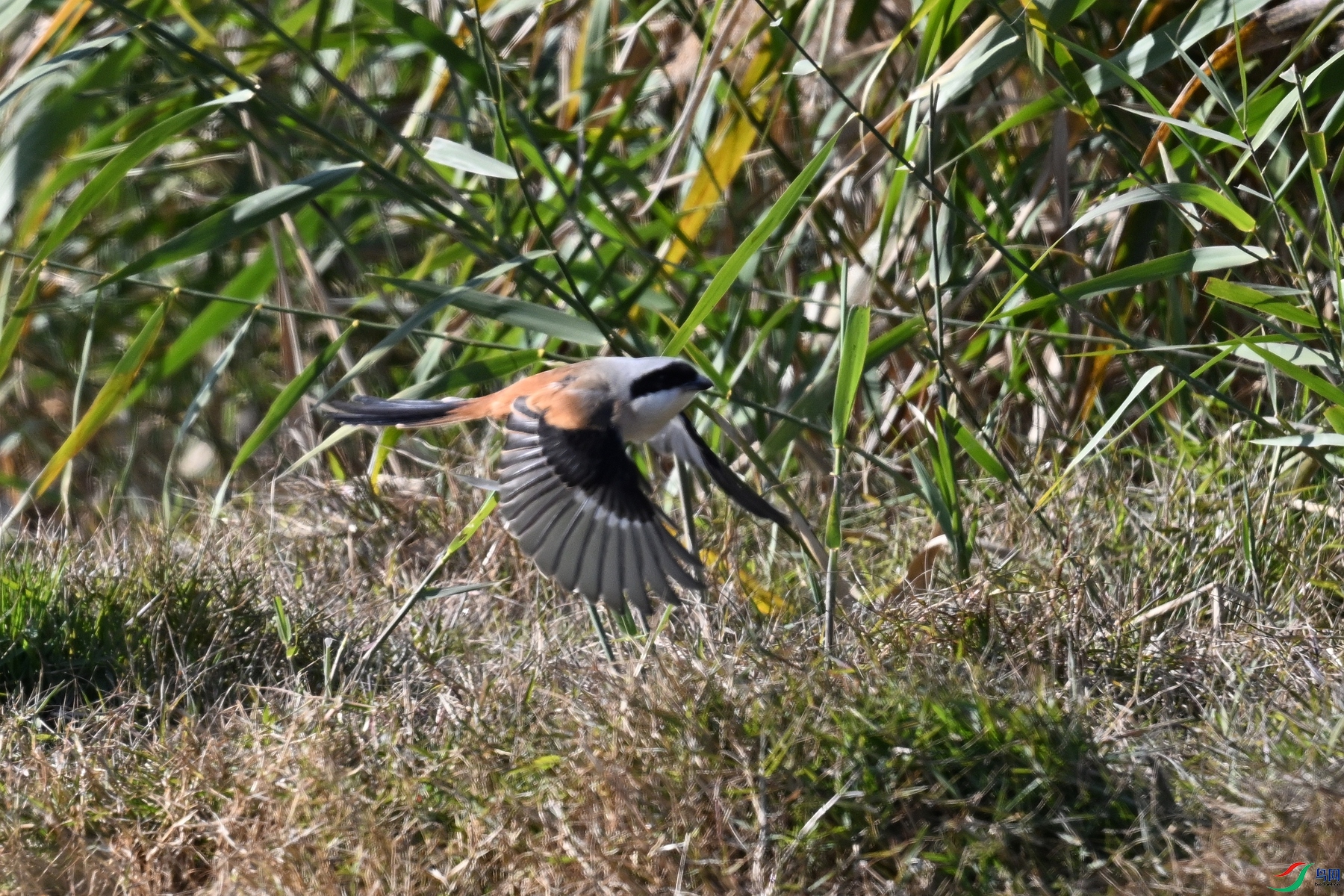 DSC_8330.JPG