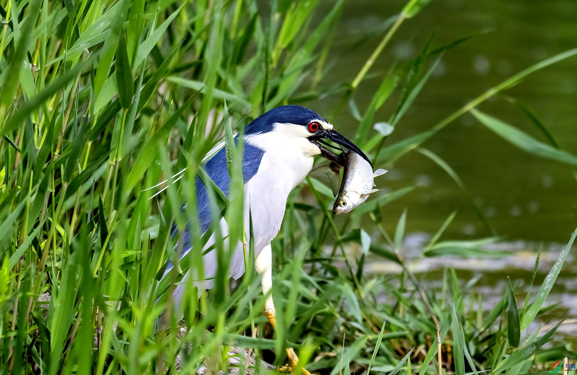 ���۶�С��