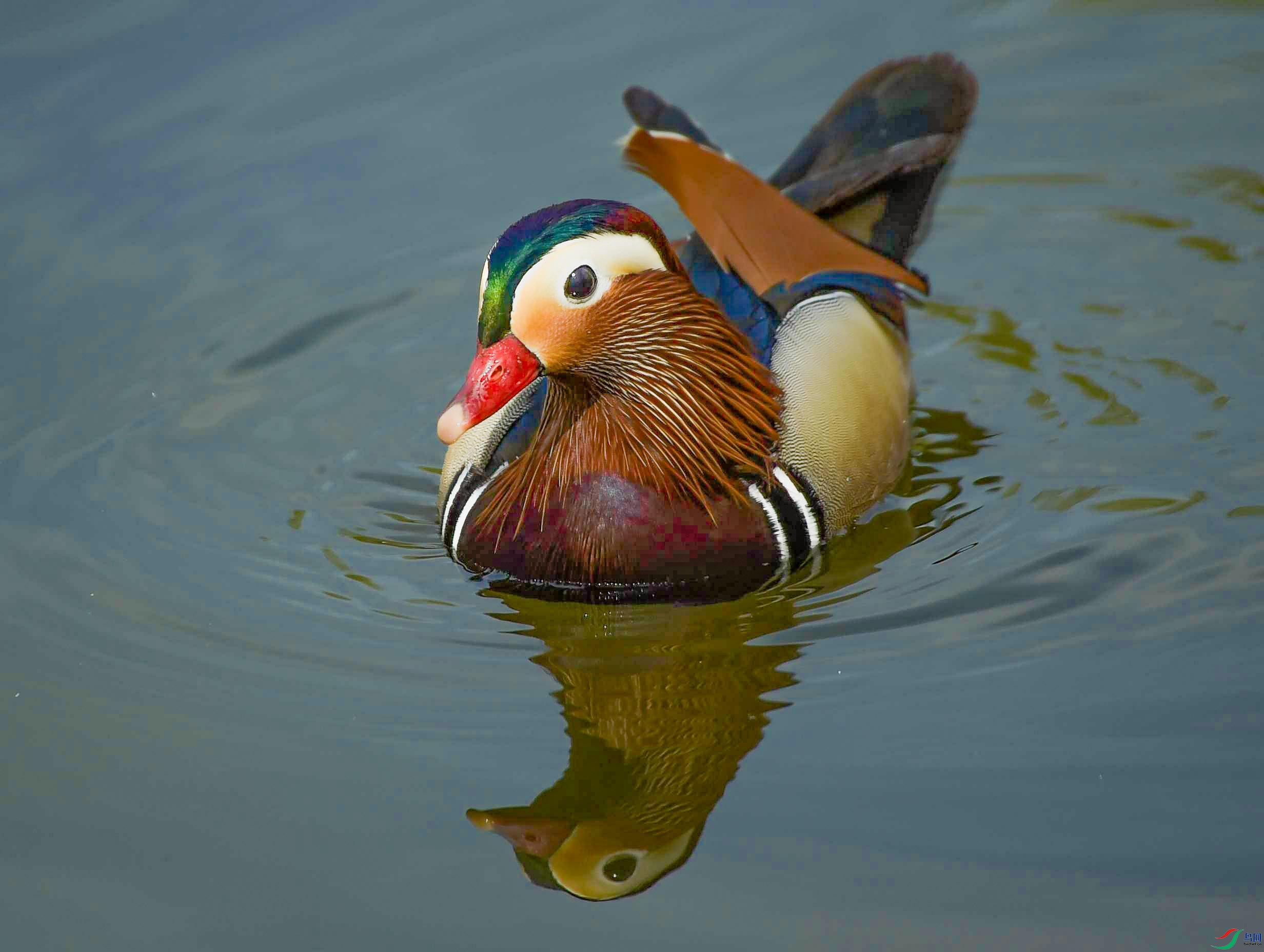 DSC_4776_--ԧ��--2_��ţ��ͼ.jpg