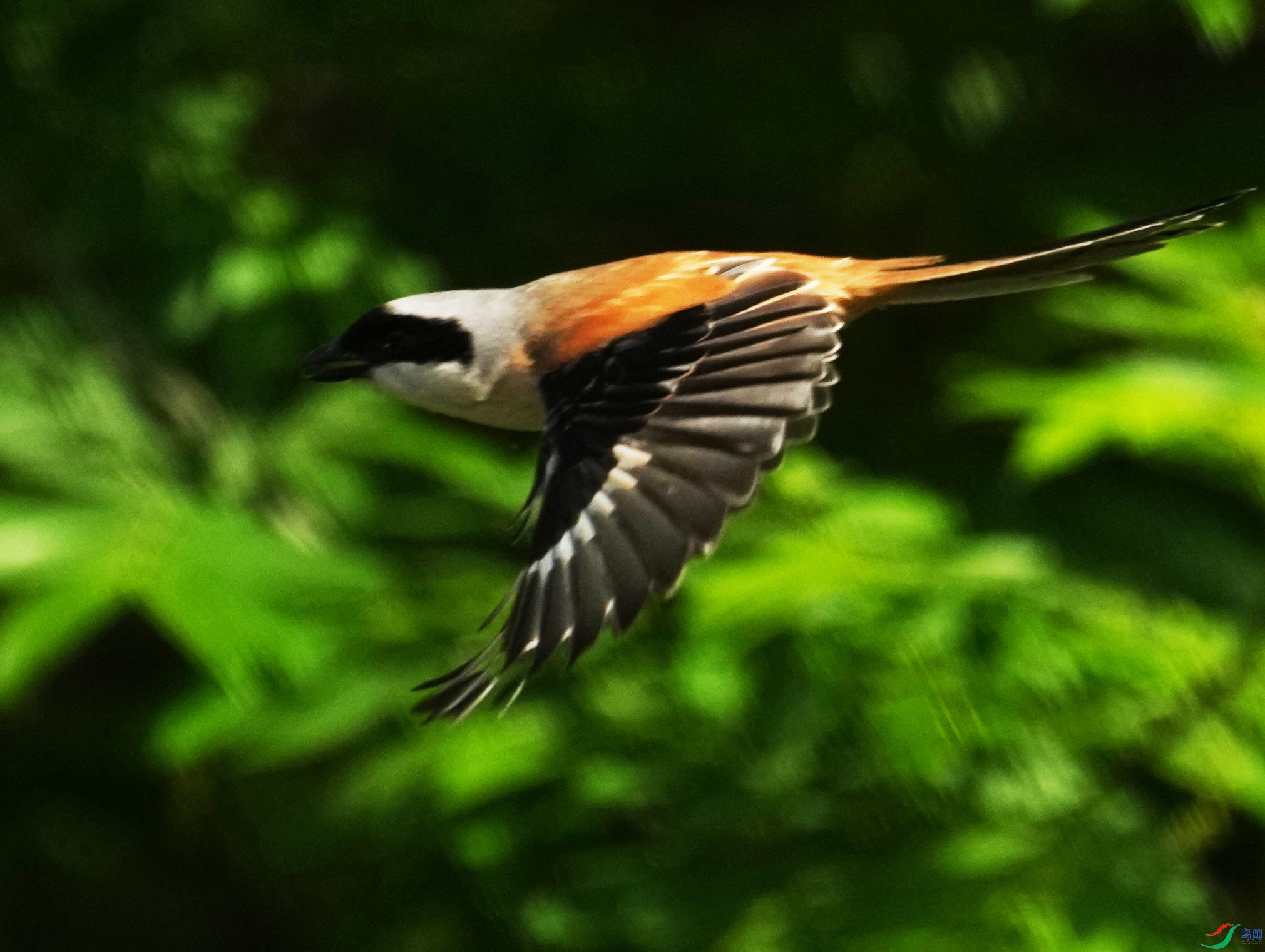 049DSC03936 ����2.jpg