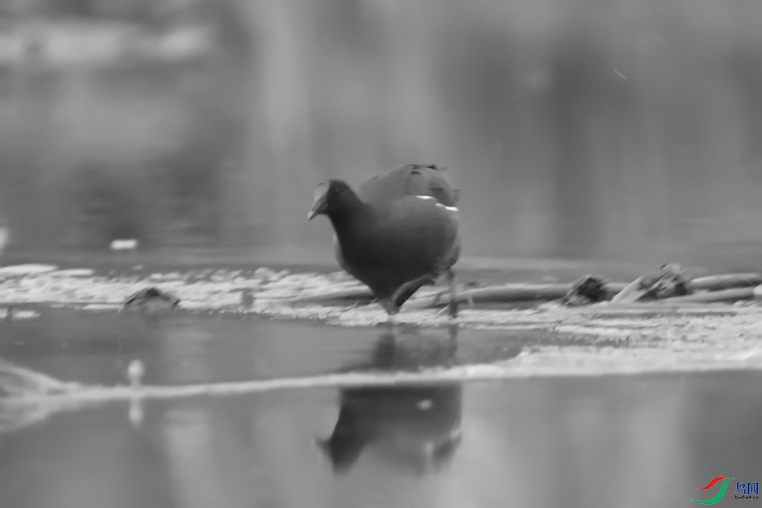 _DSC9725zx_������С.jpg