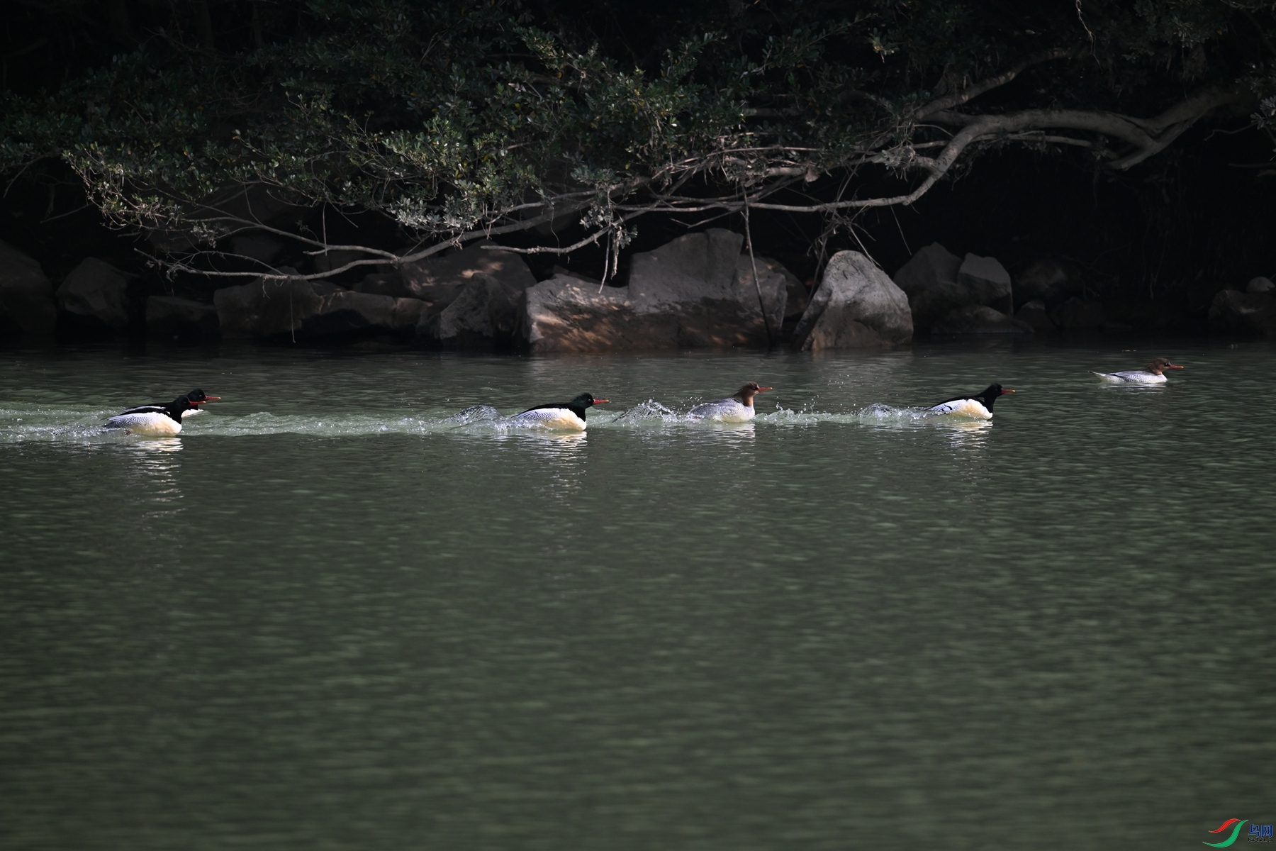 DSC_7146.JPG