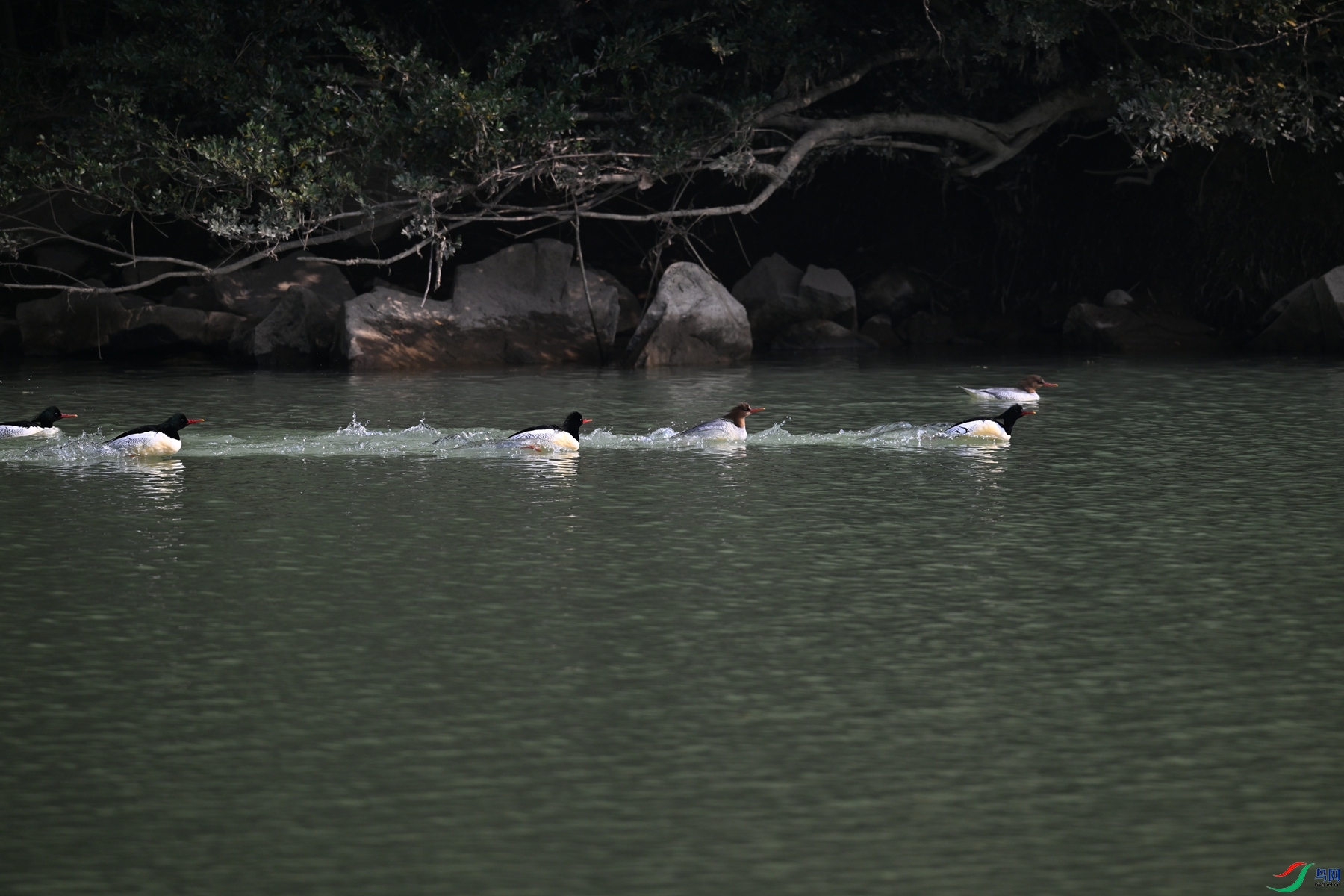 DSC_7151.JPG