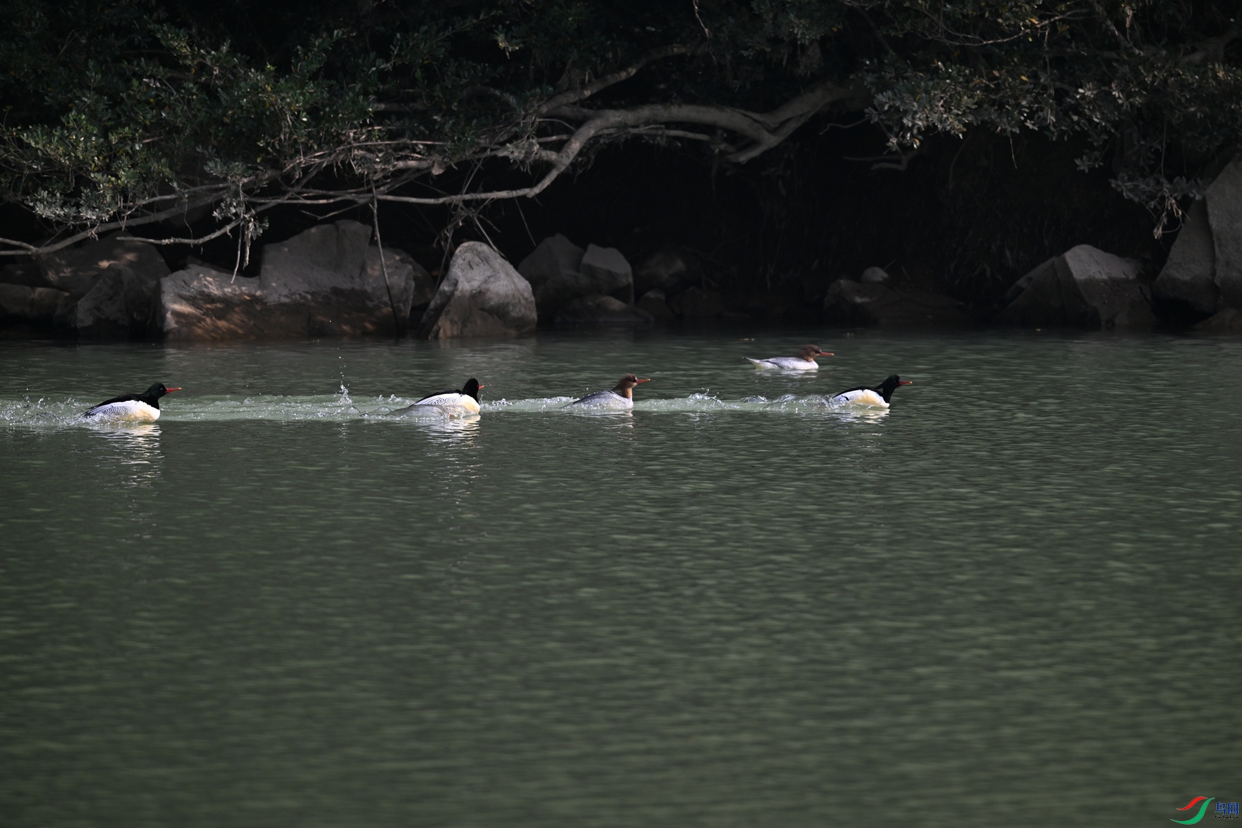 DSC_7155.JPG