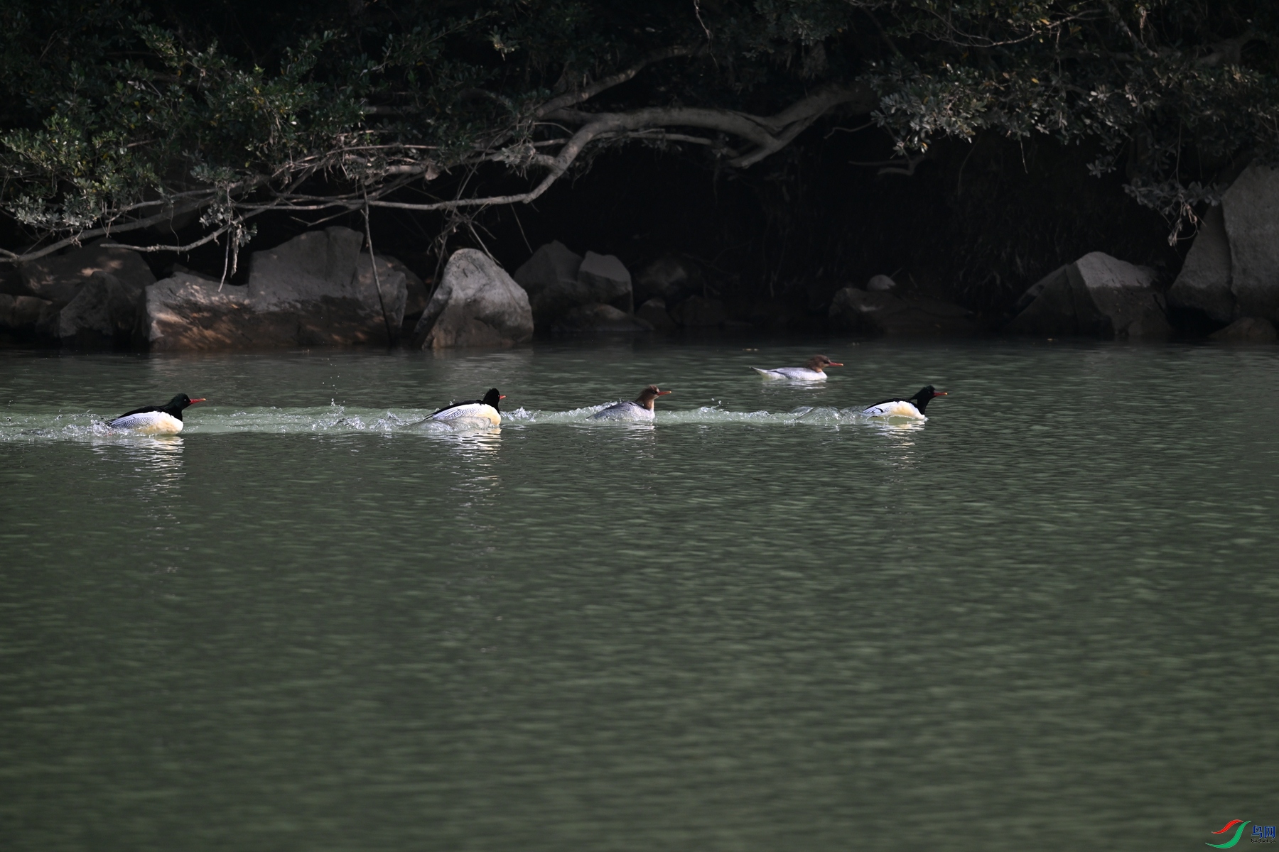 DSC_7156.JPG