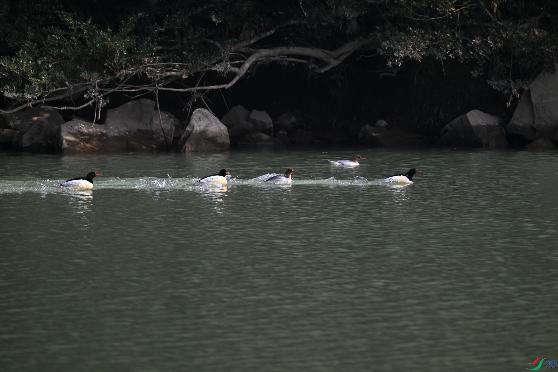 DSC_7157.JPG