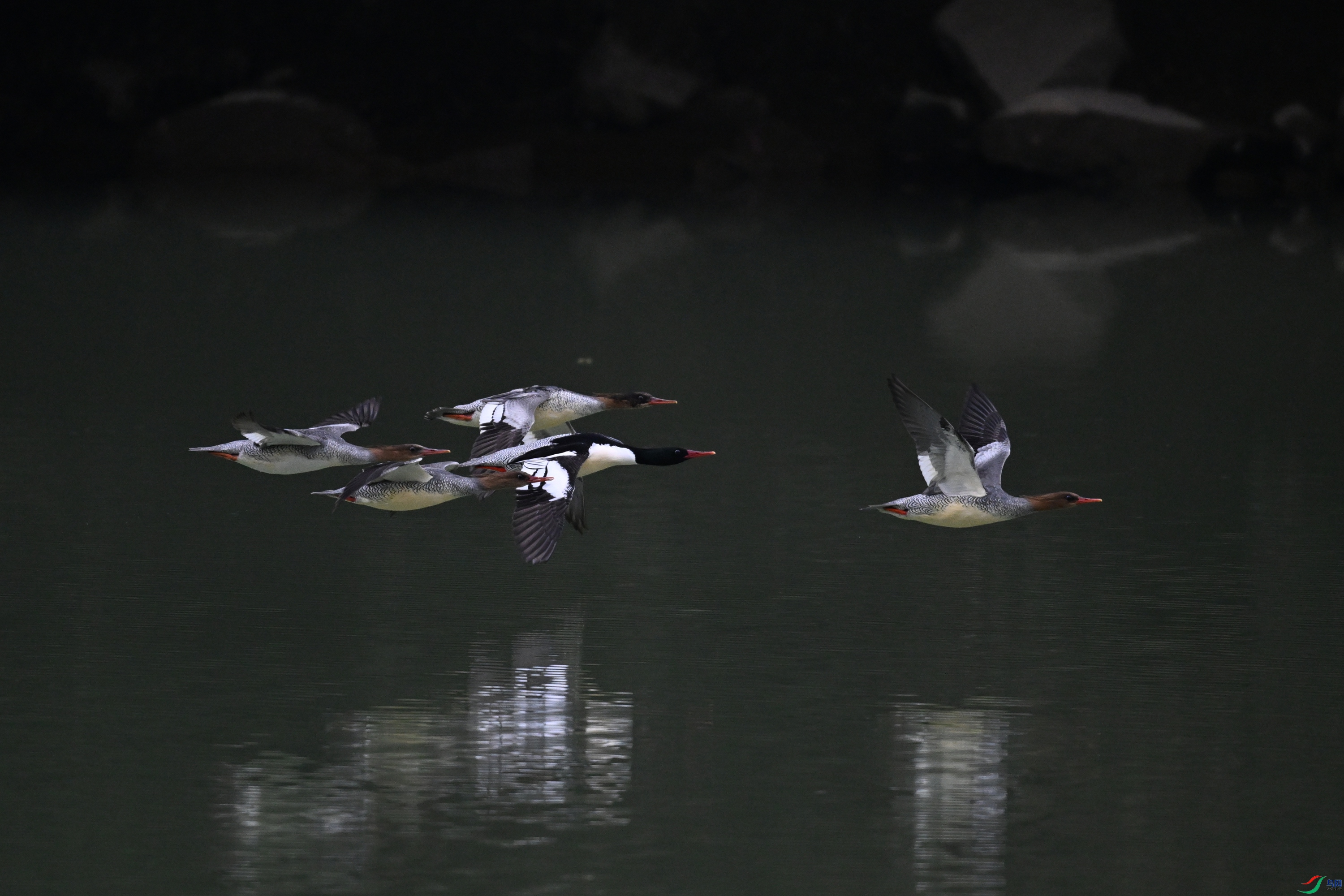 DSC_6750.JPG