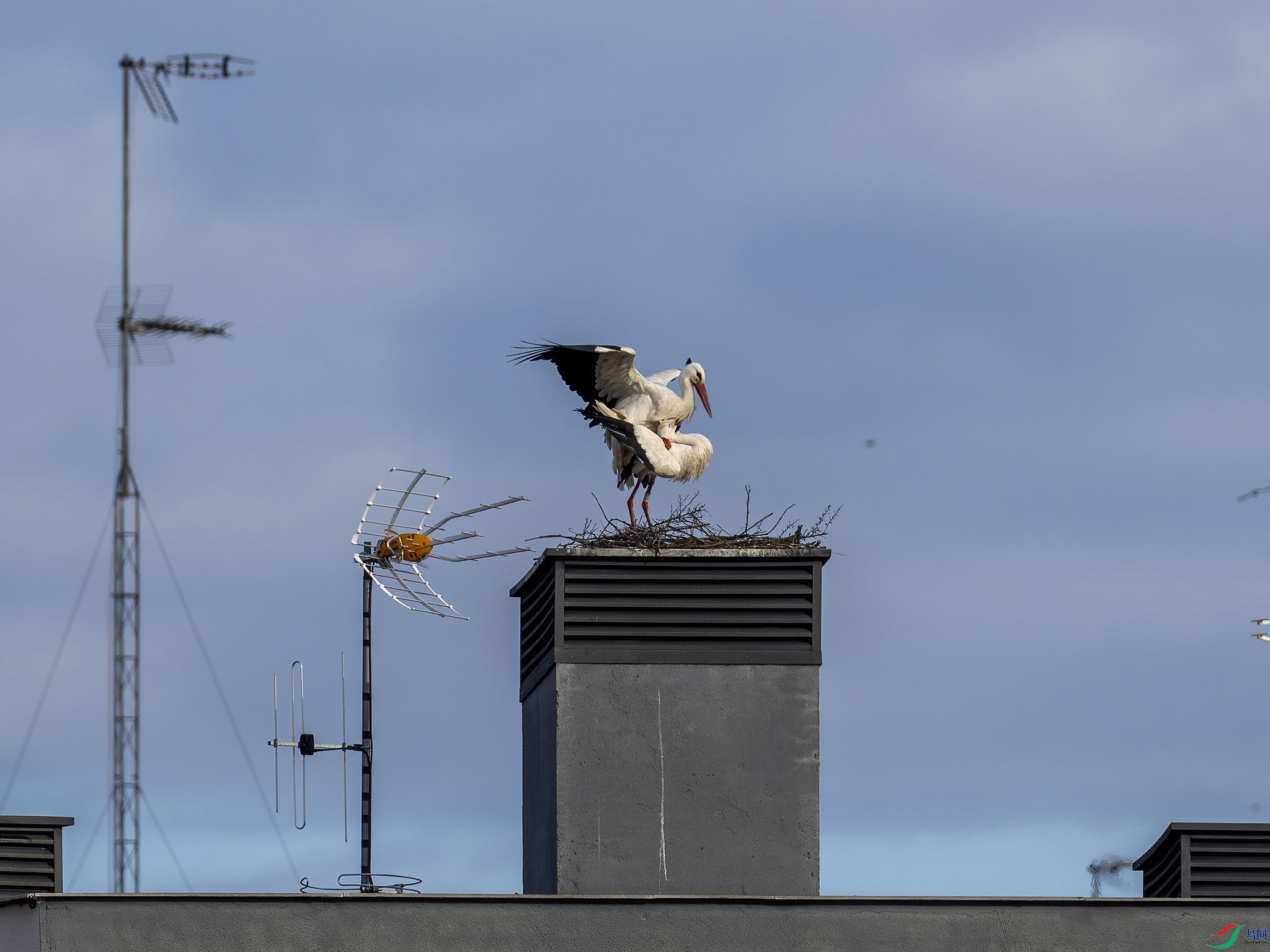P4066946-DeNoiseAI-standard.jpg
