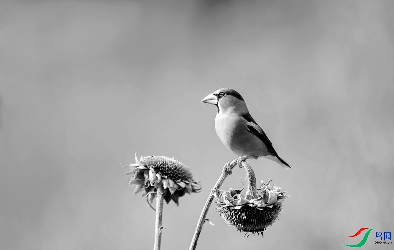 143251nwfd6g7nzrnrdrds.jpg