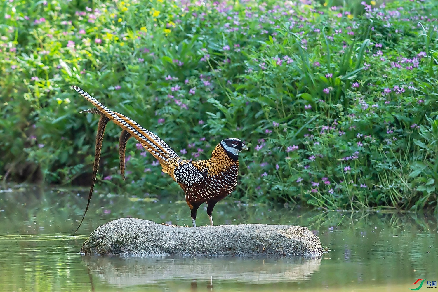 DSC_0246p.jpg