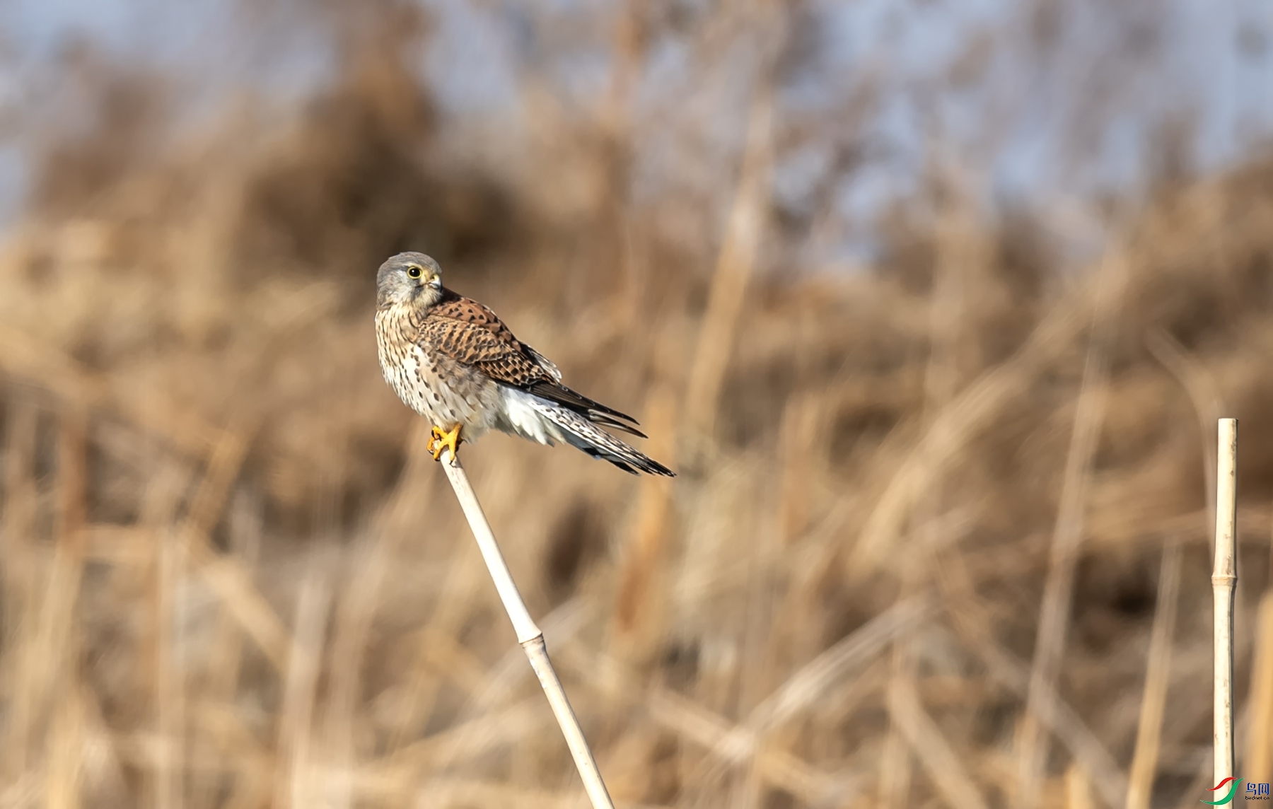 DSC_2056.jpg