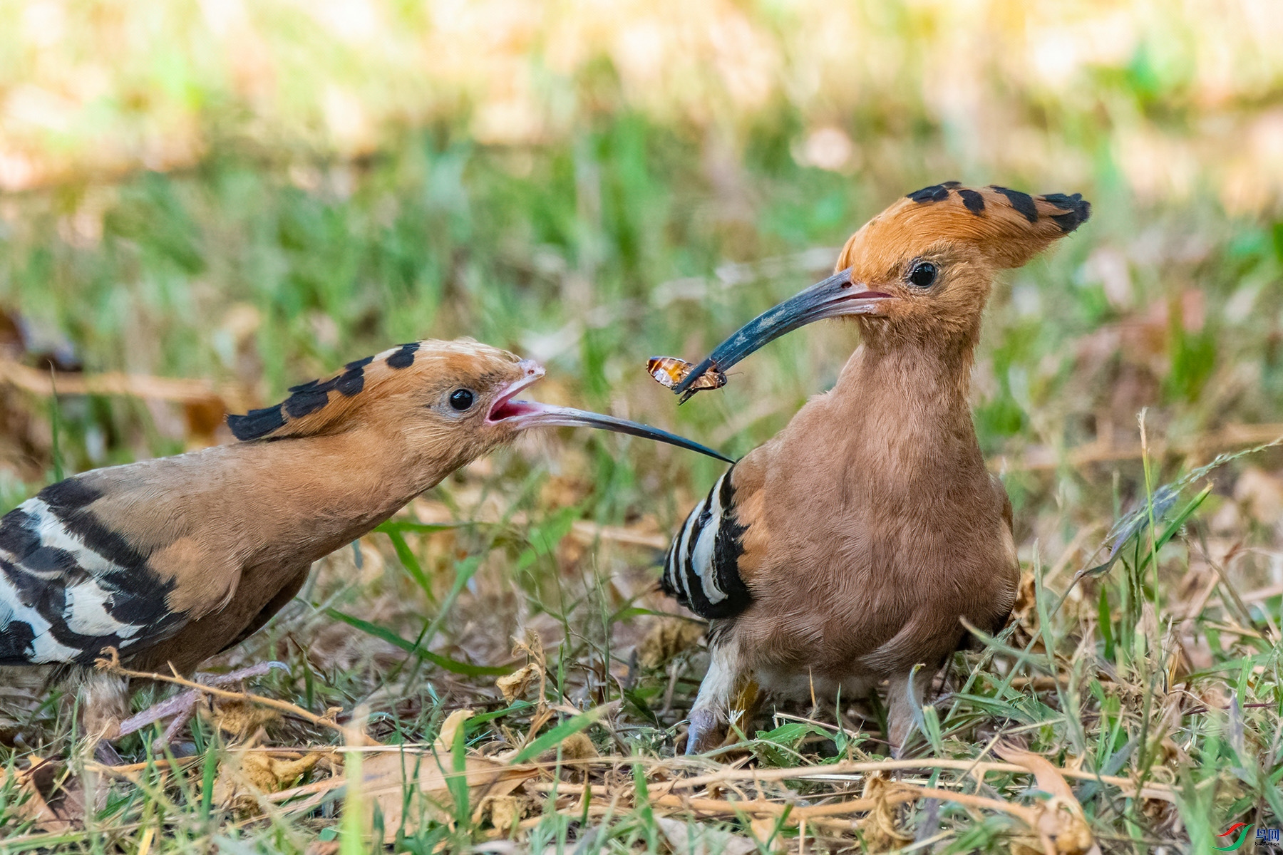 DSC_1008a.jpg
