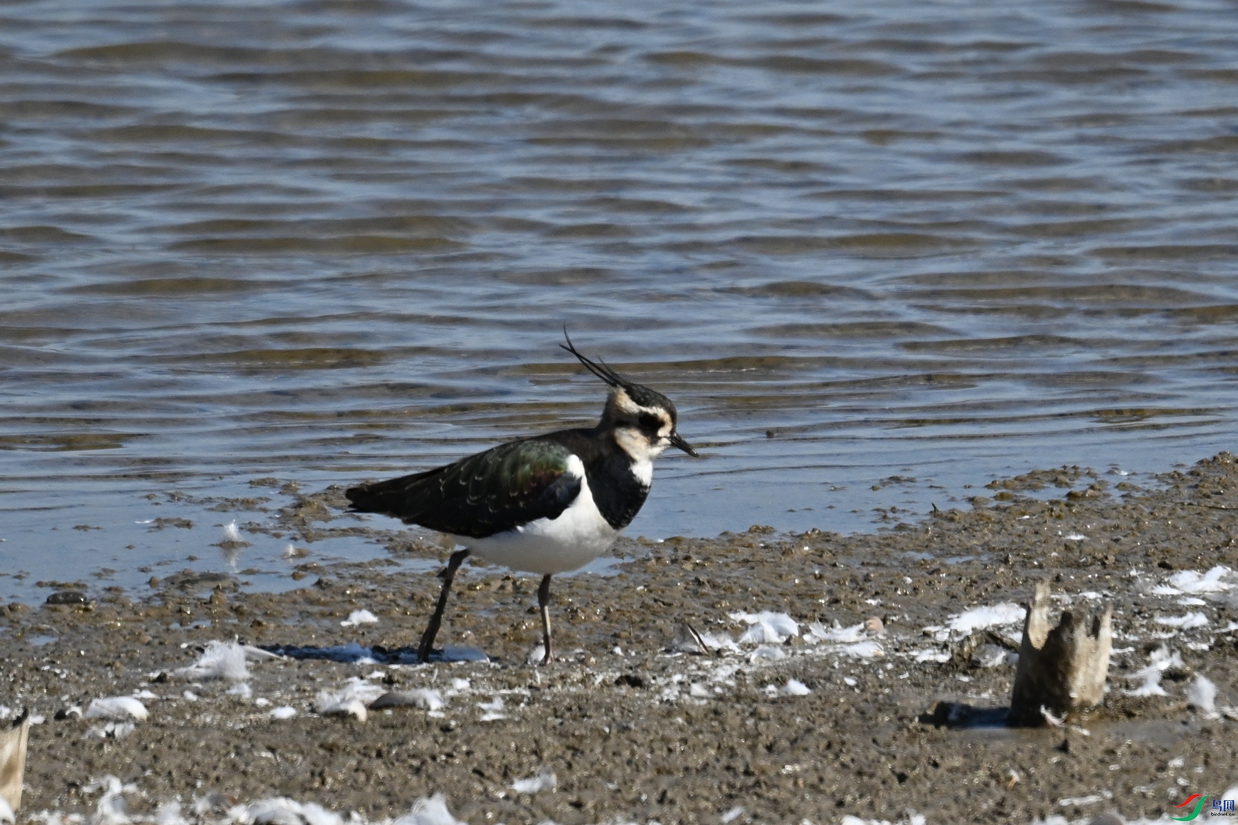 DSC_8250.JPG