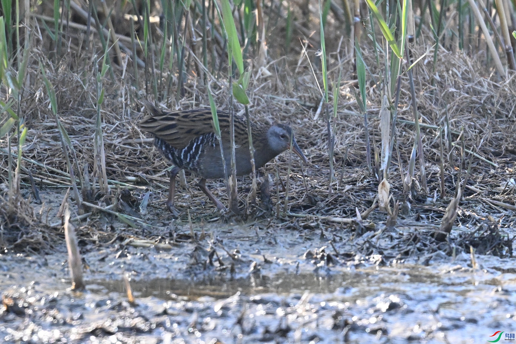 DSC_8335.JPG