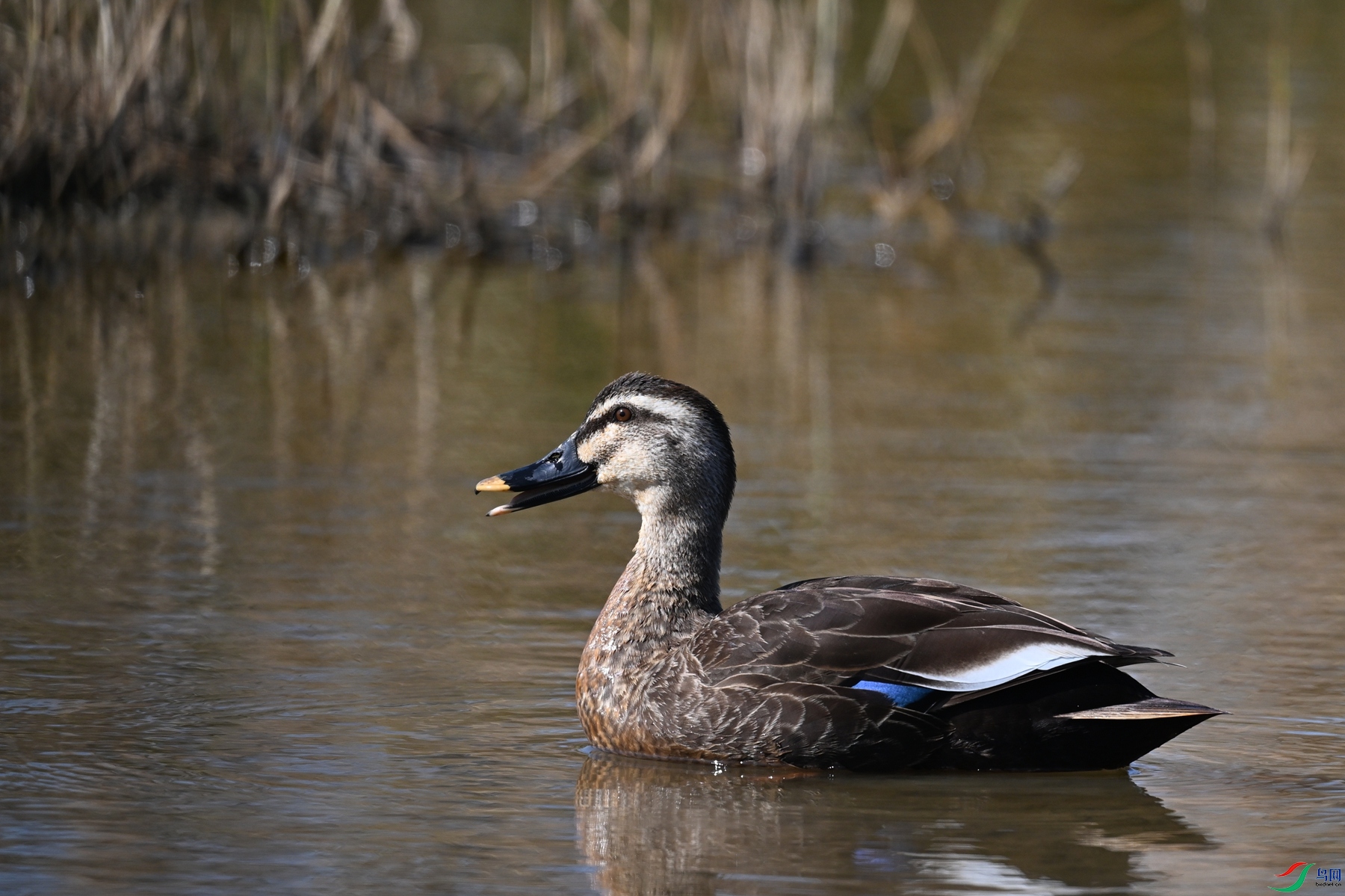 DSC_8318.JPG