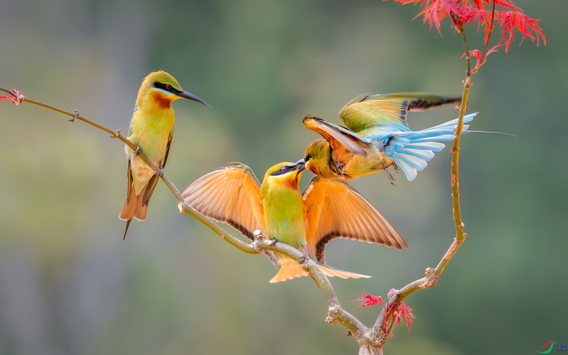 DSC_5779-����ǿ-NR ����.jpg