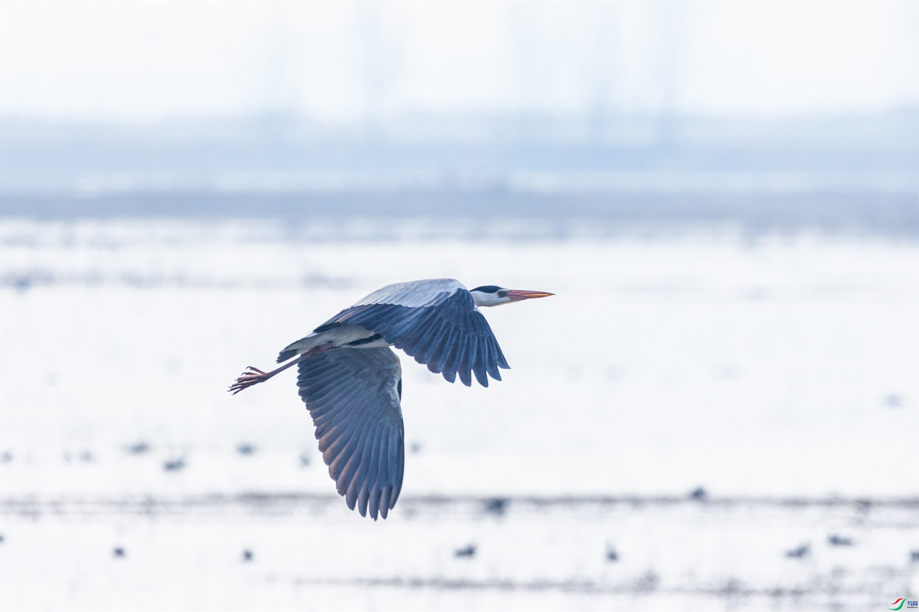 1K3A3195 ����1.jpg