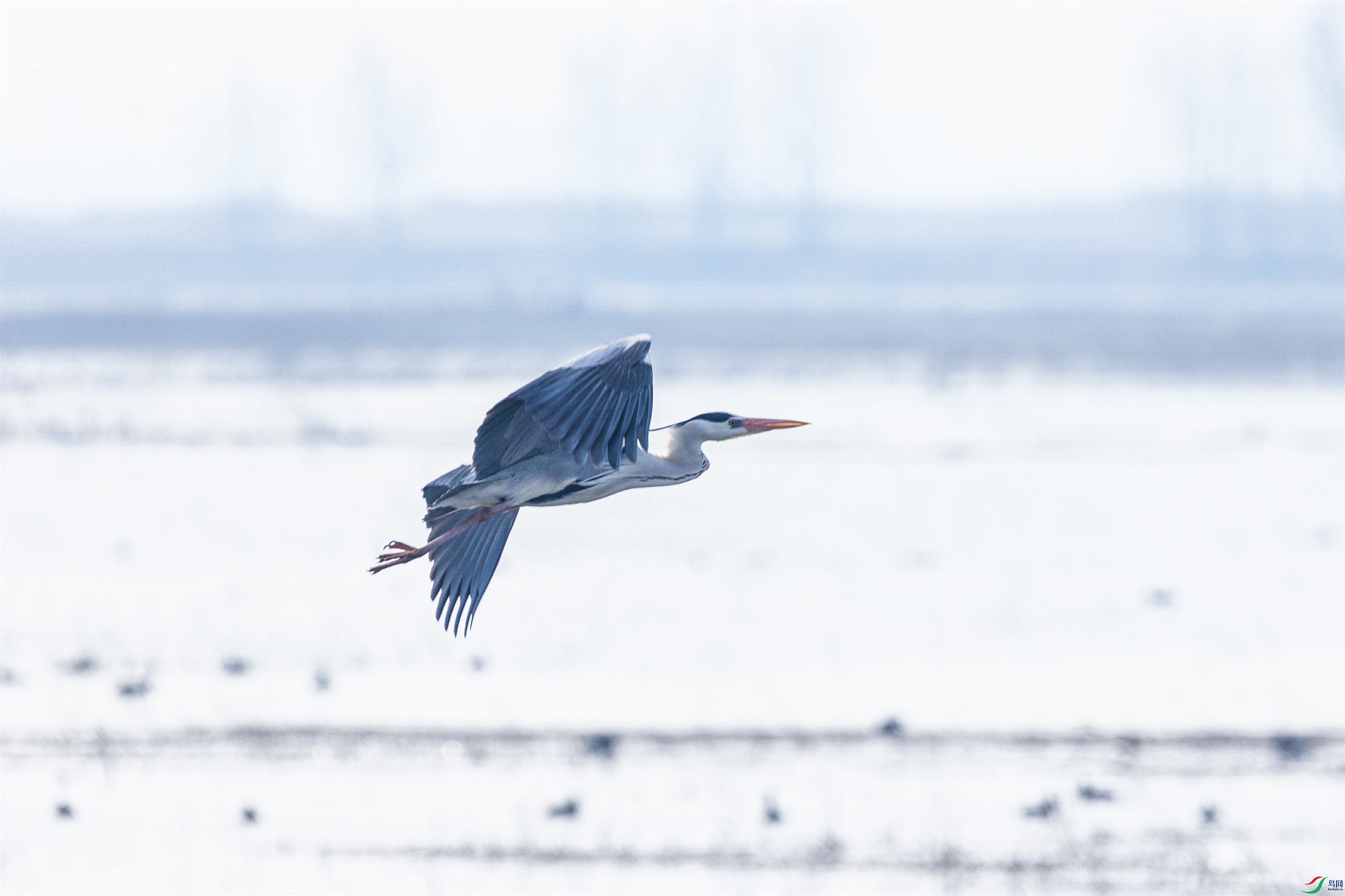 1K3A3196 ����1.jpg