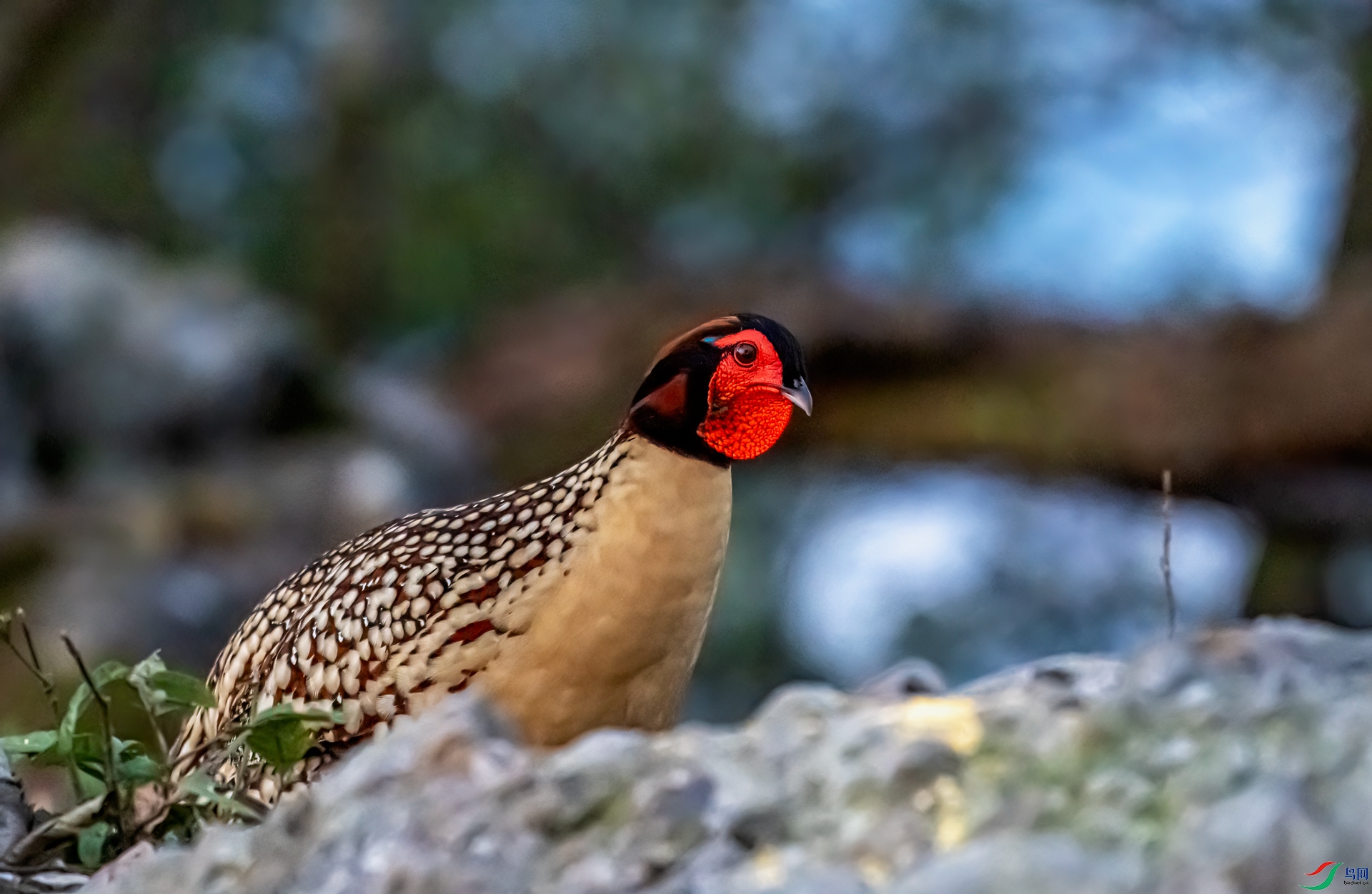 DSC_4556-11.jpg