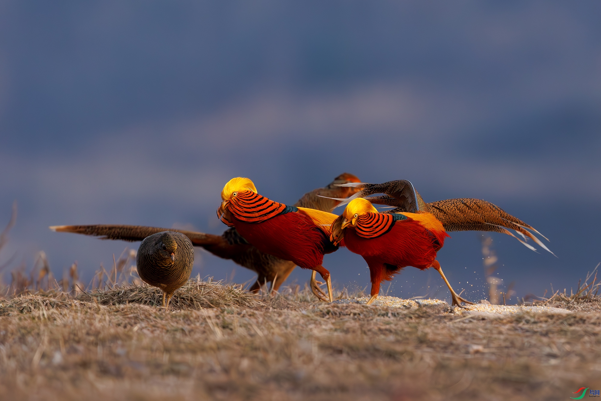 3Z6A1110-����ǿ-NR ����.jpg