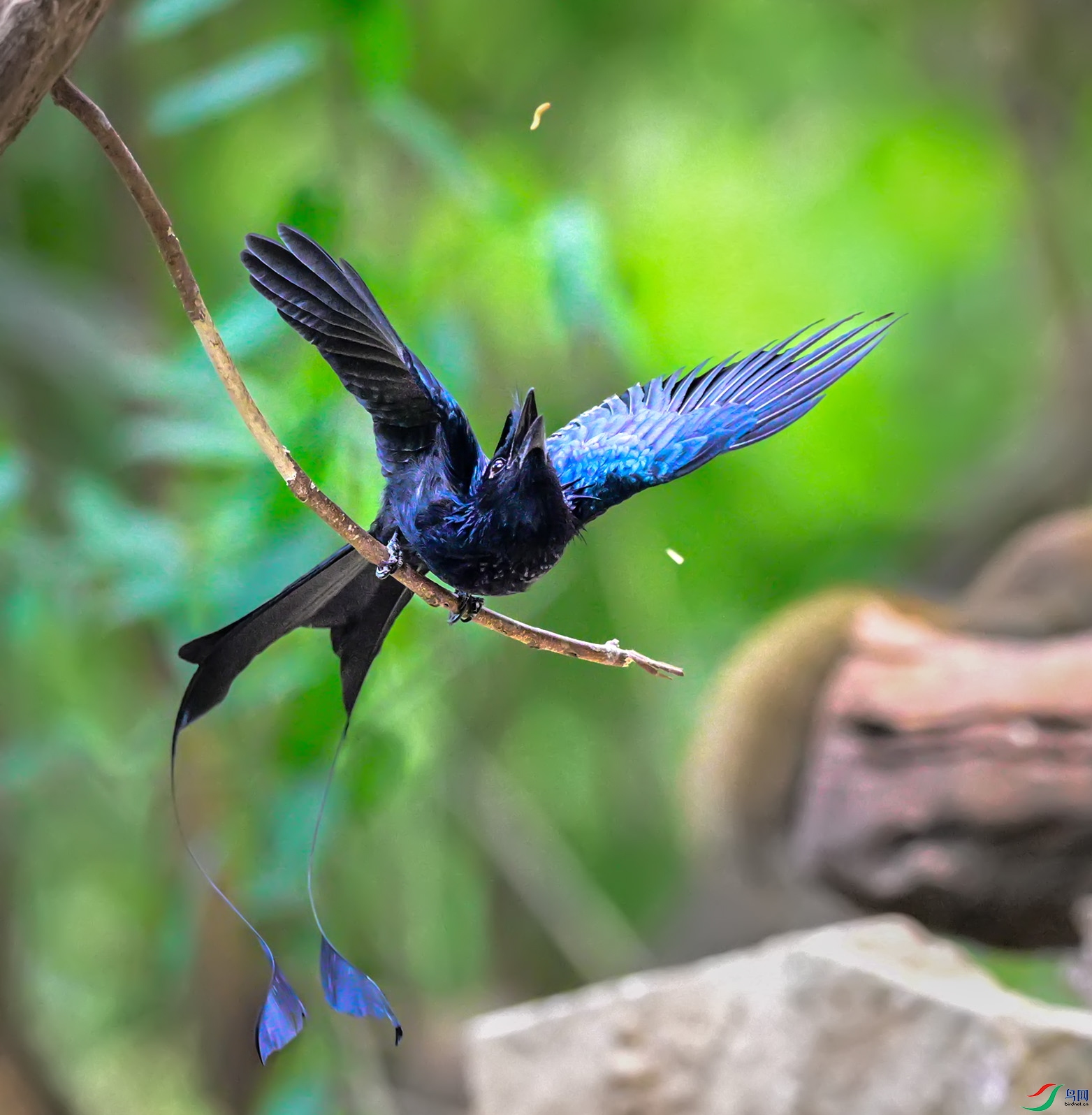 ����β��ʳ