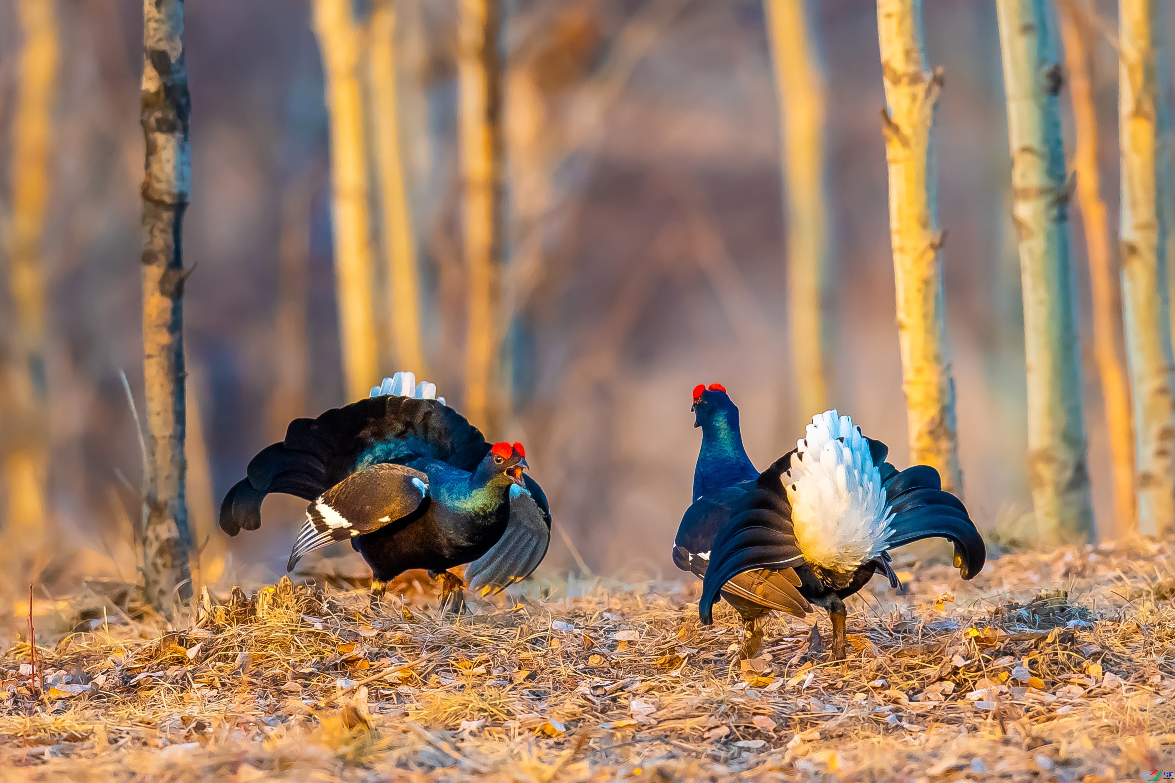 ��������  ���� ��������bj  ��һ.jpg