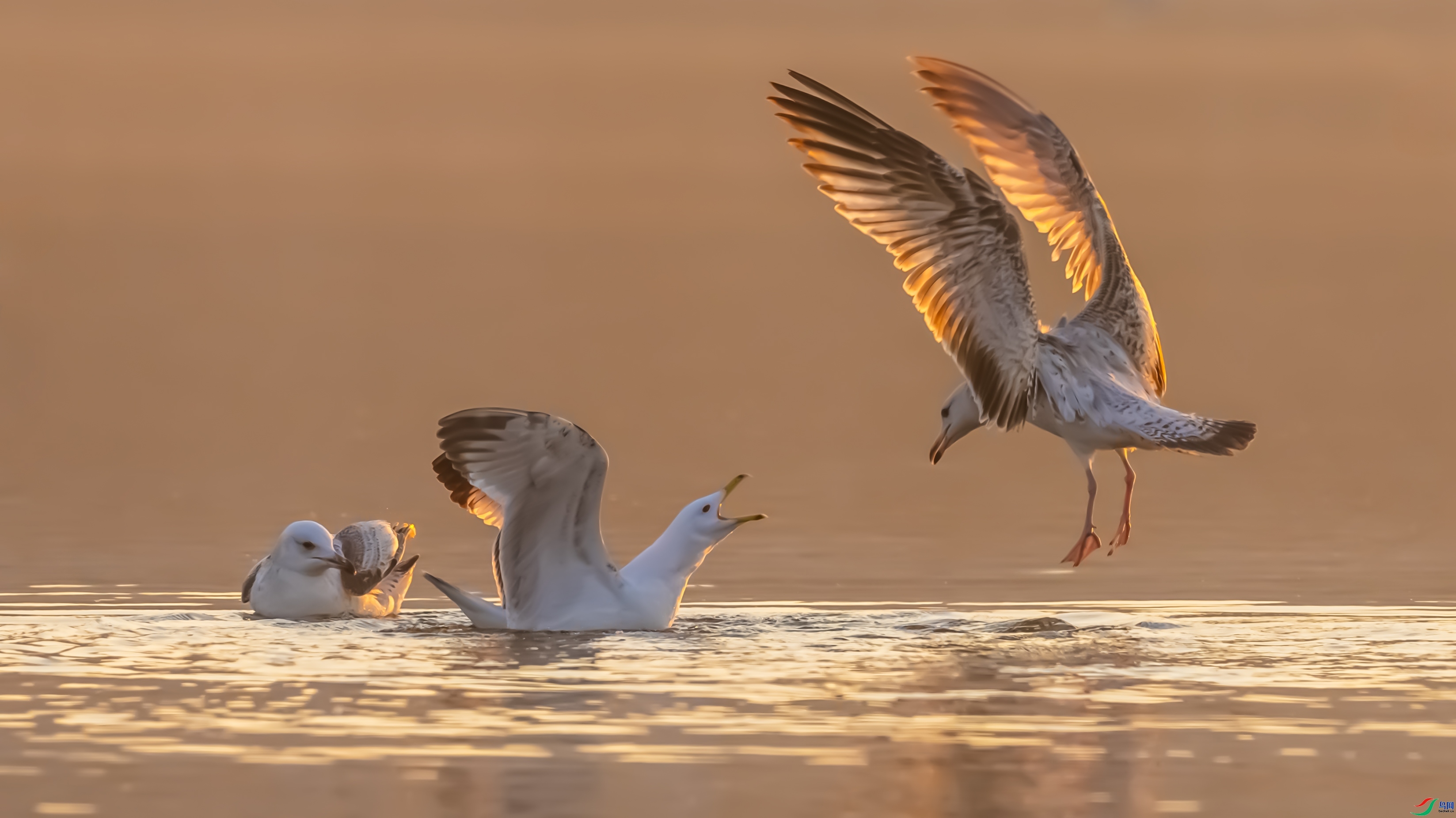 �ػ����� ���� ������ͷ ��һ.jpg