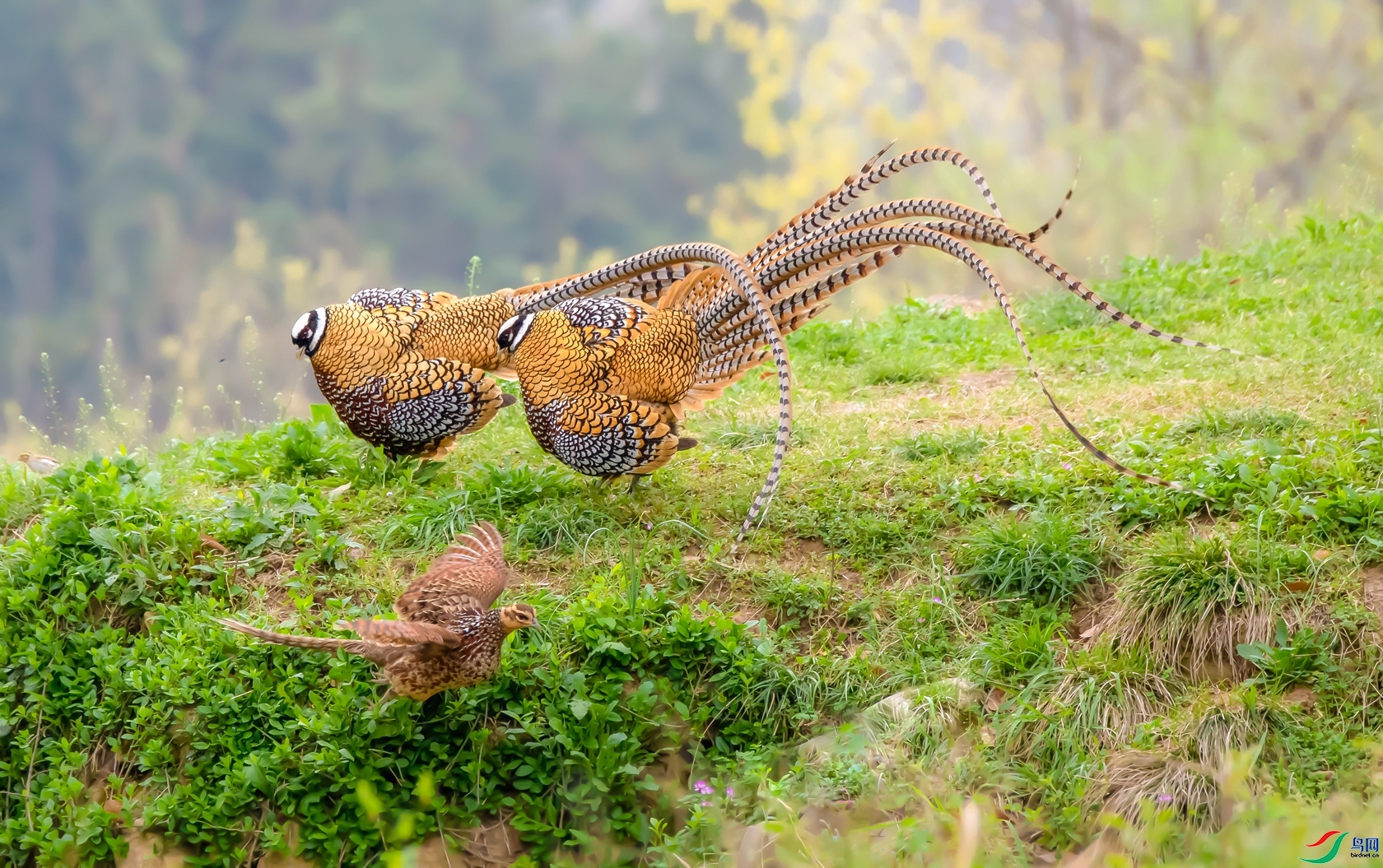 ˫����� ���� ���� ��һ.jpg