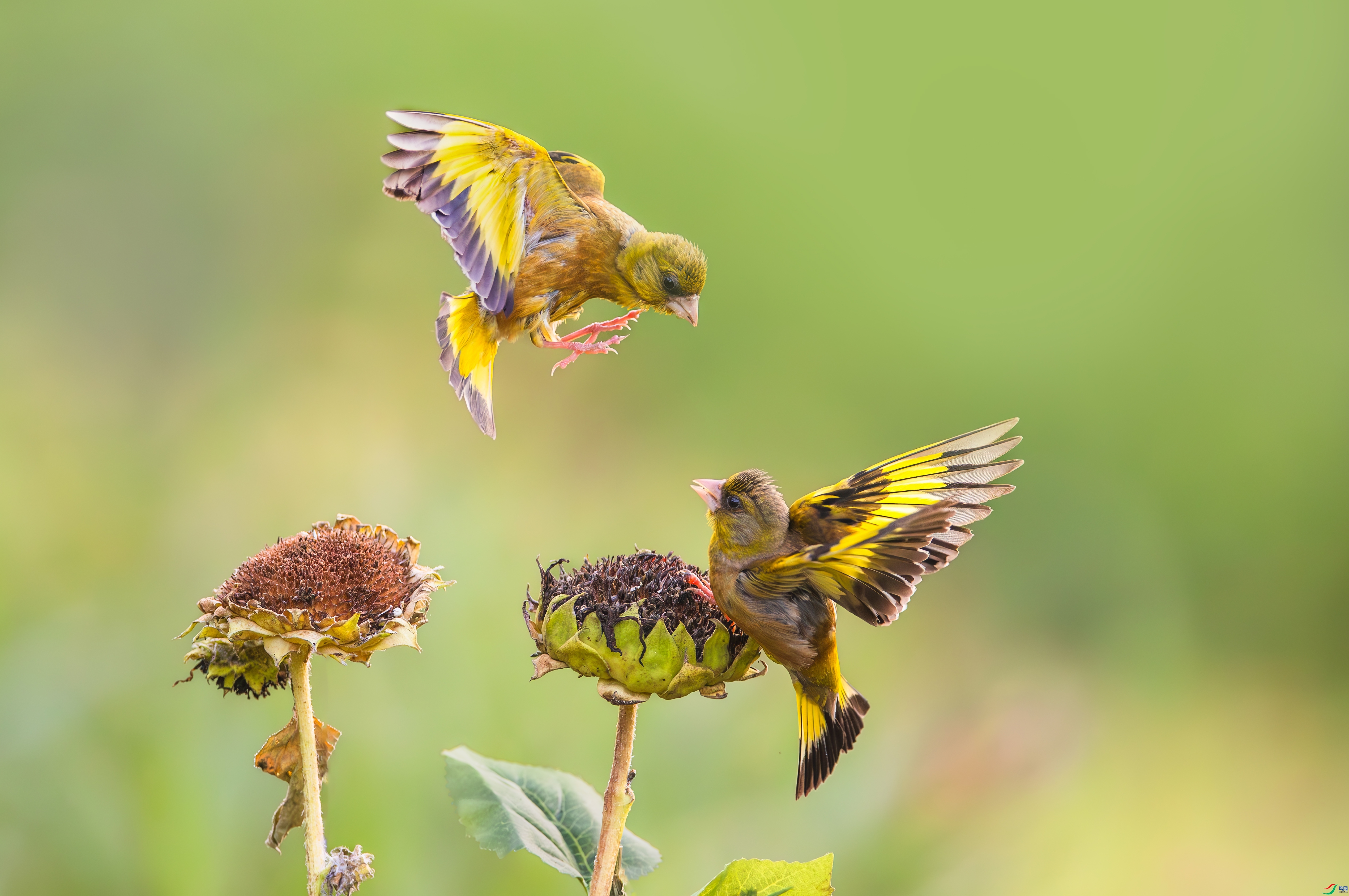 ��ճ��� ���� С���� ����.jpg