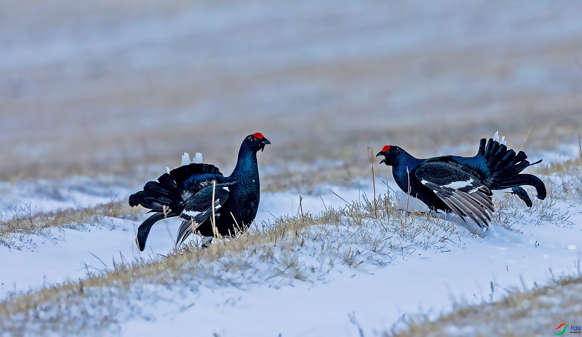 ׼����ս  ���� ������� ����.jpg