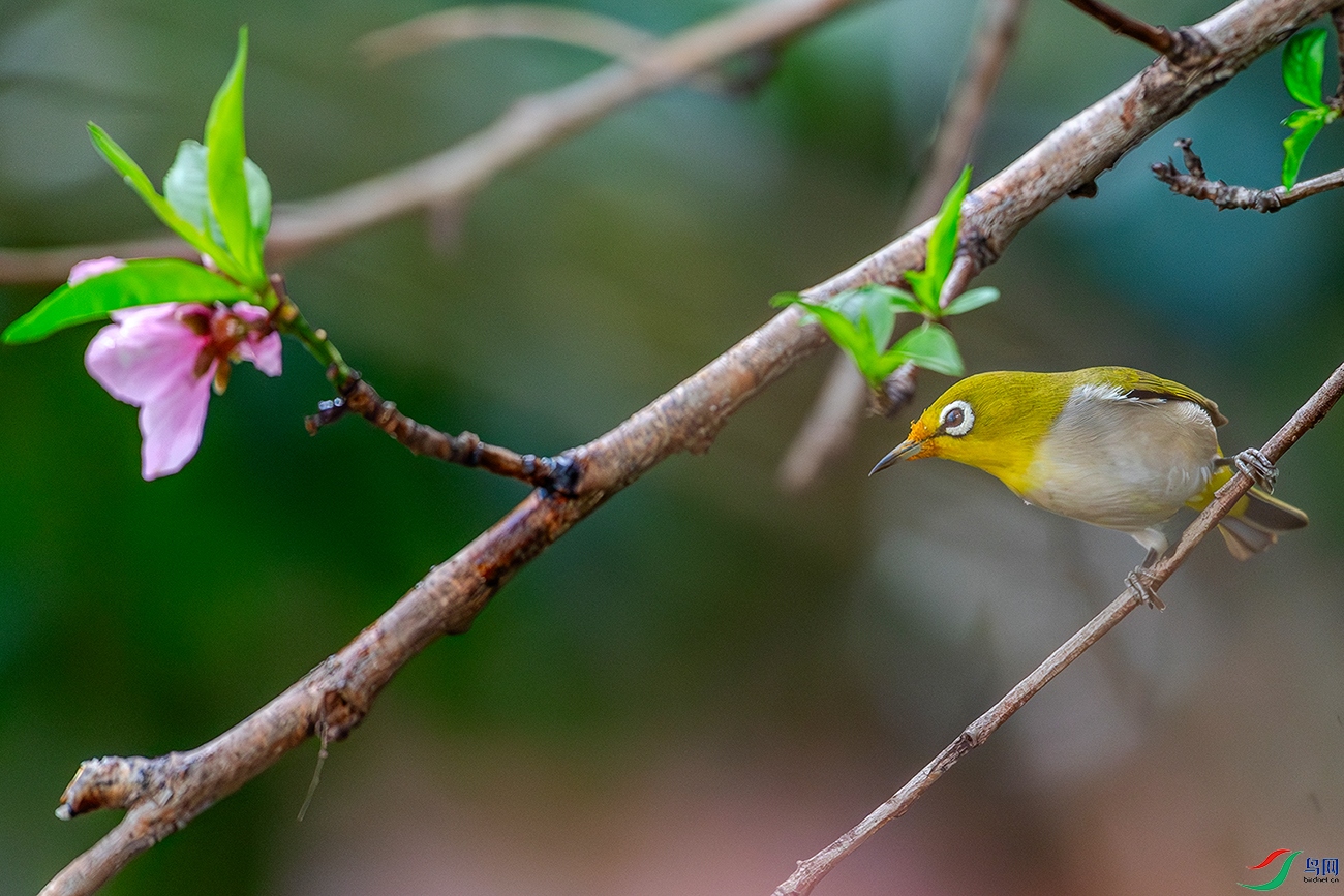 DSC_8099-AB.jpg