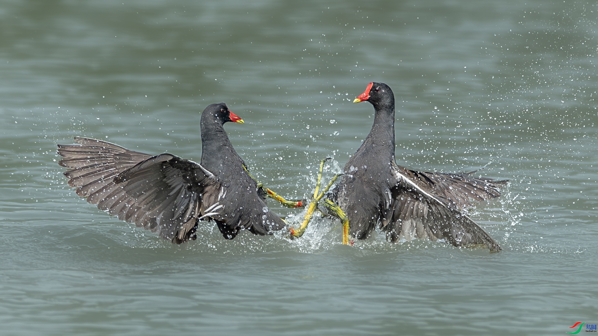 ��ˮ��  ���� л���� ����.jpg