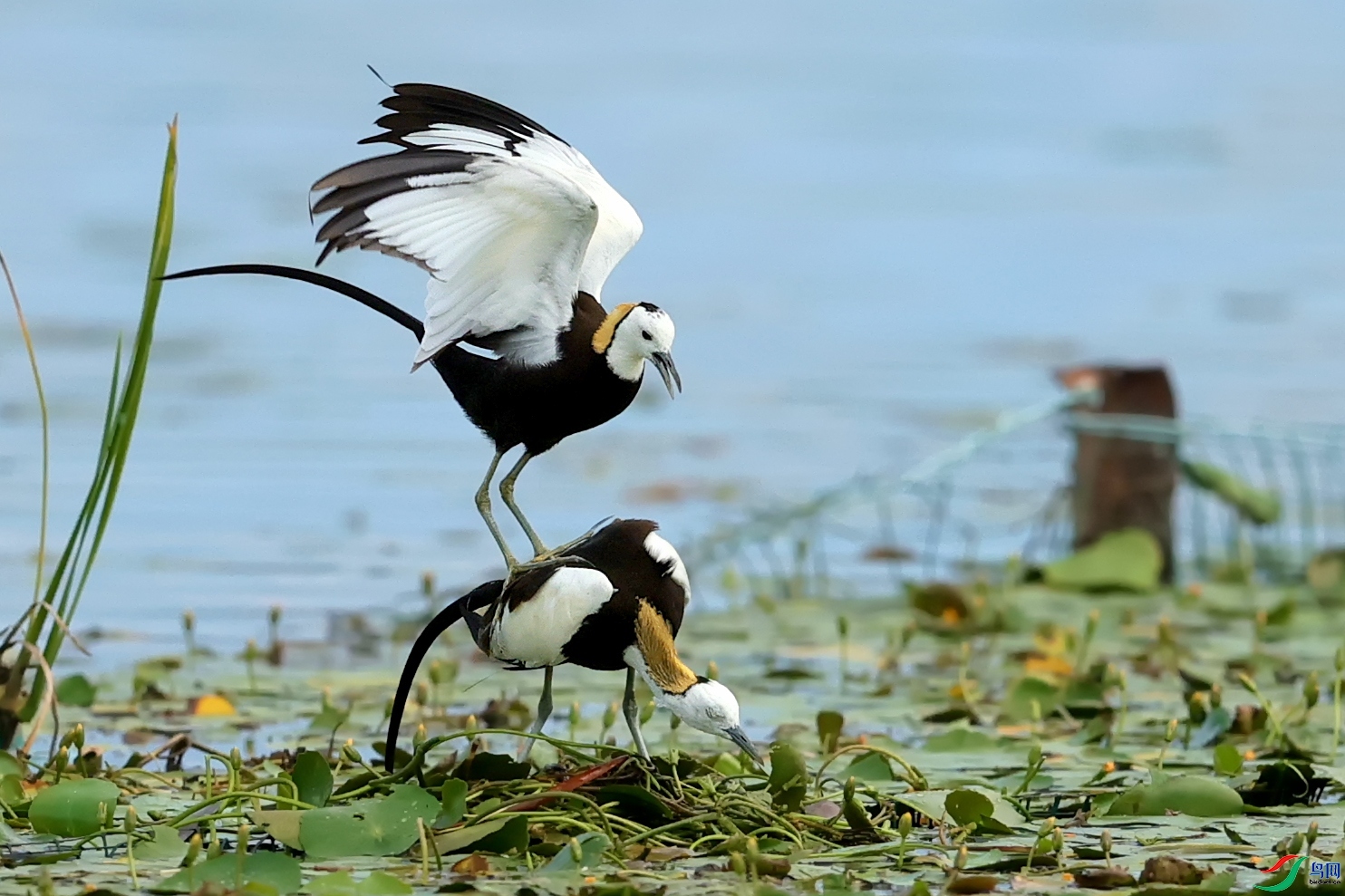 �Ҹ�ˮ���  ���� ���� ����.jpg