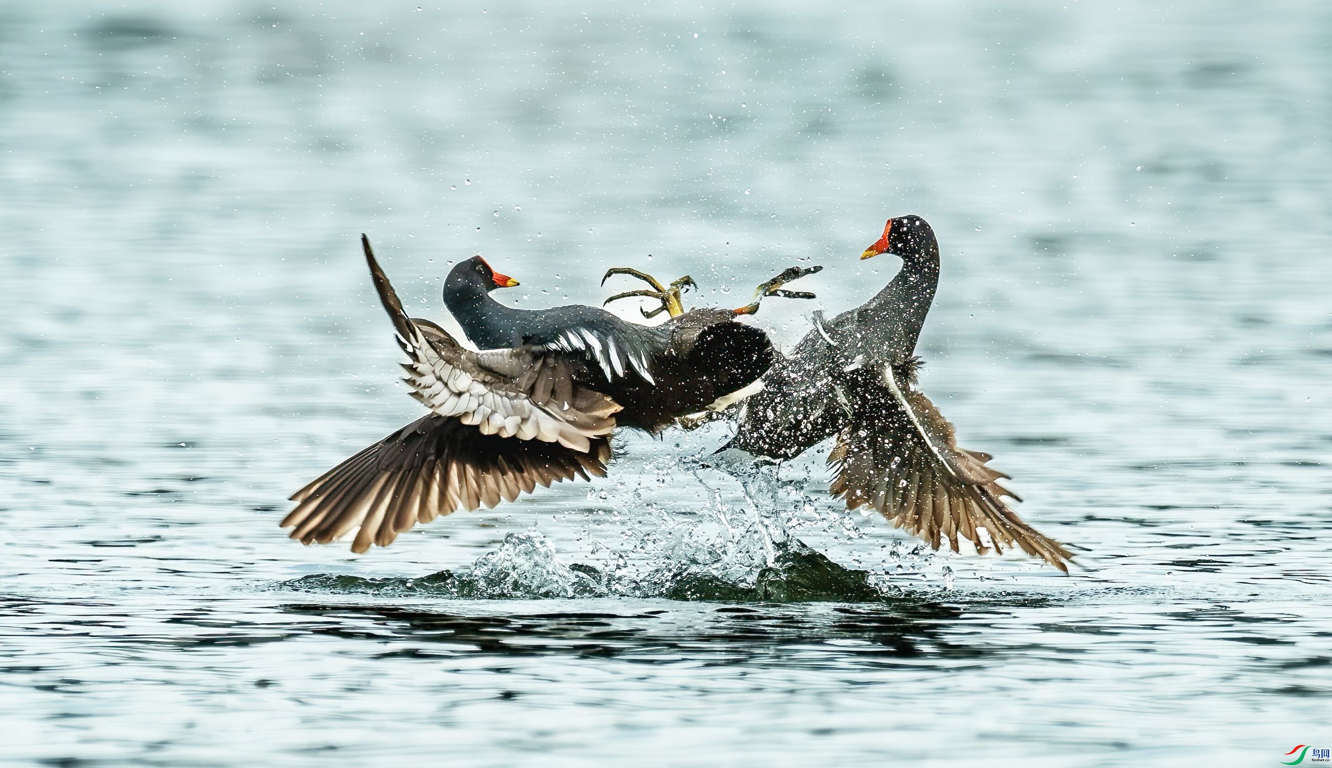 ��ˮ��ˮ�Ͼ�ս