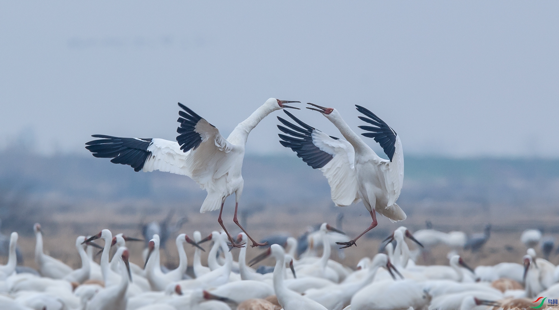 DSC_�׺�1 - ����.jpg